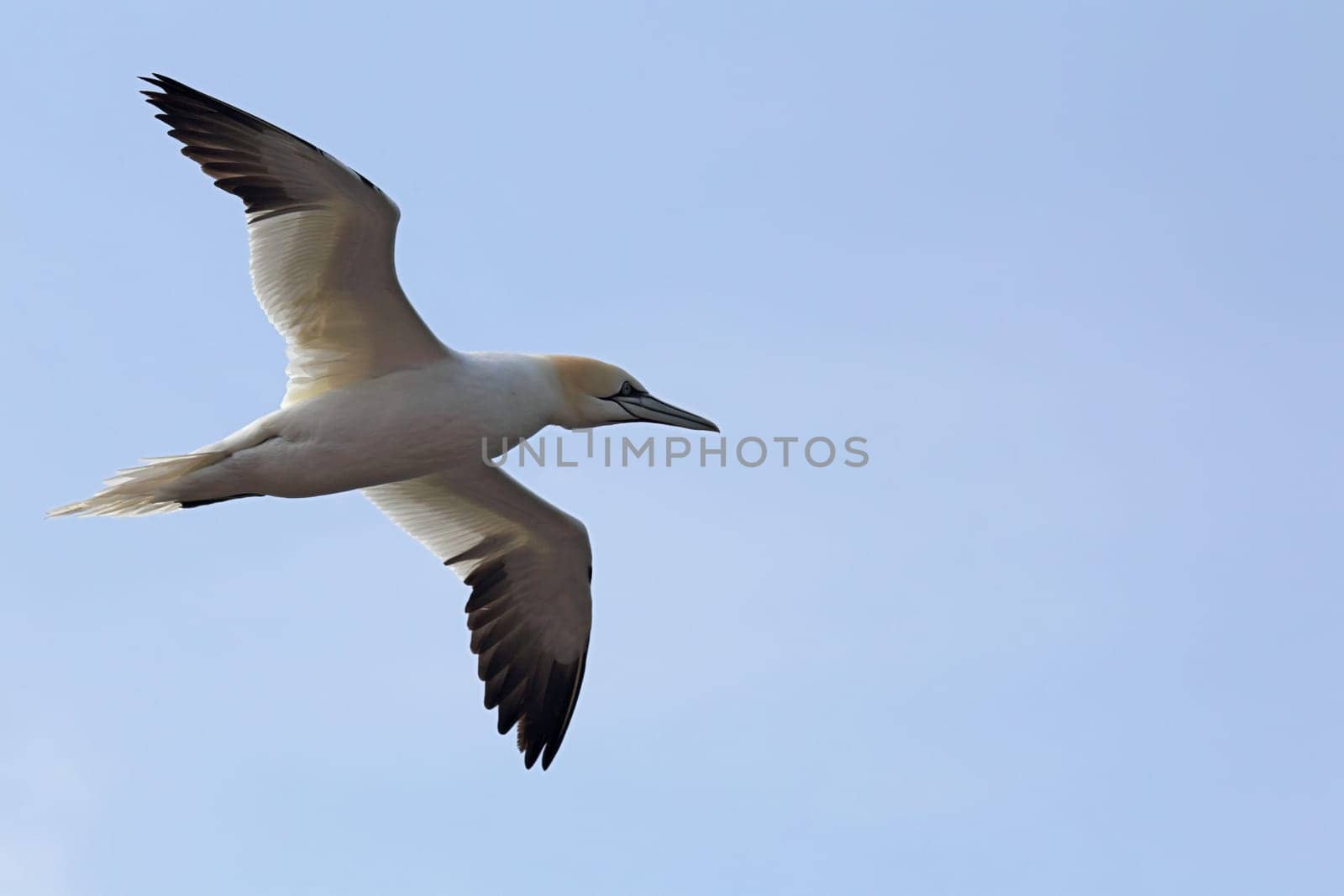Gannets (Morus bassanus) in flight over the cliffs of Heligoland