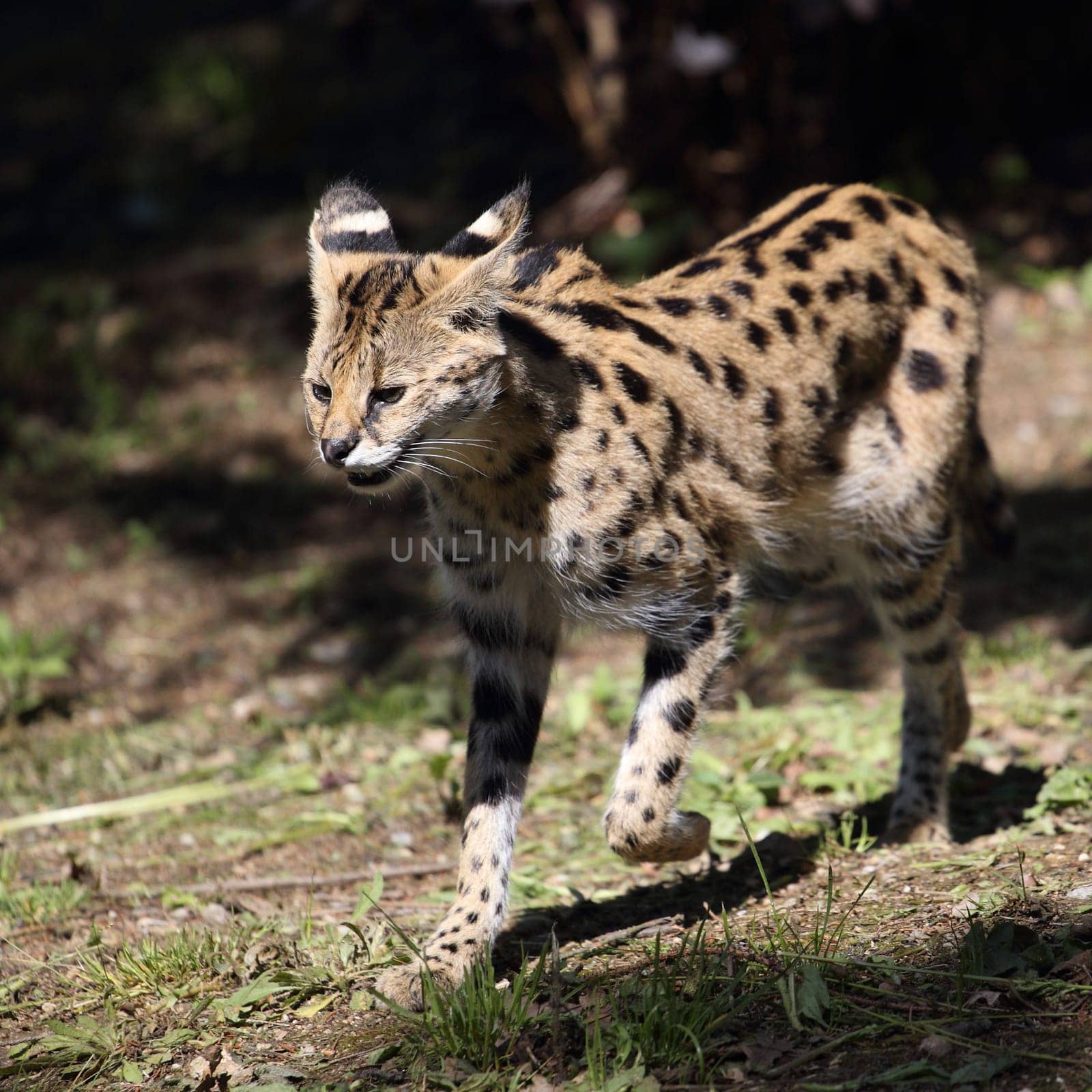 detail of a running serval in captivity