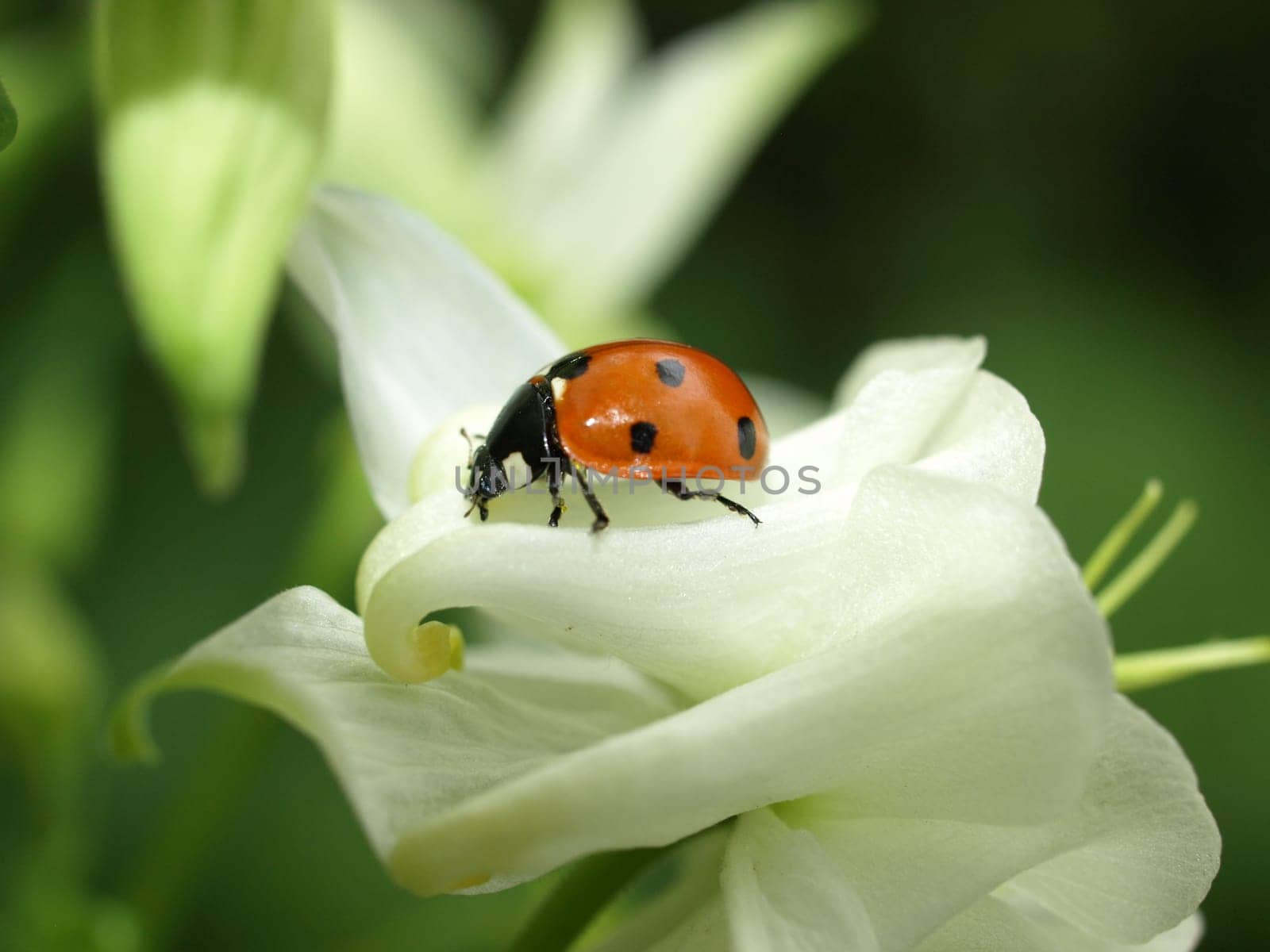 7Point Ladybug