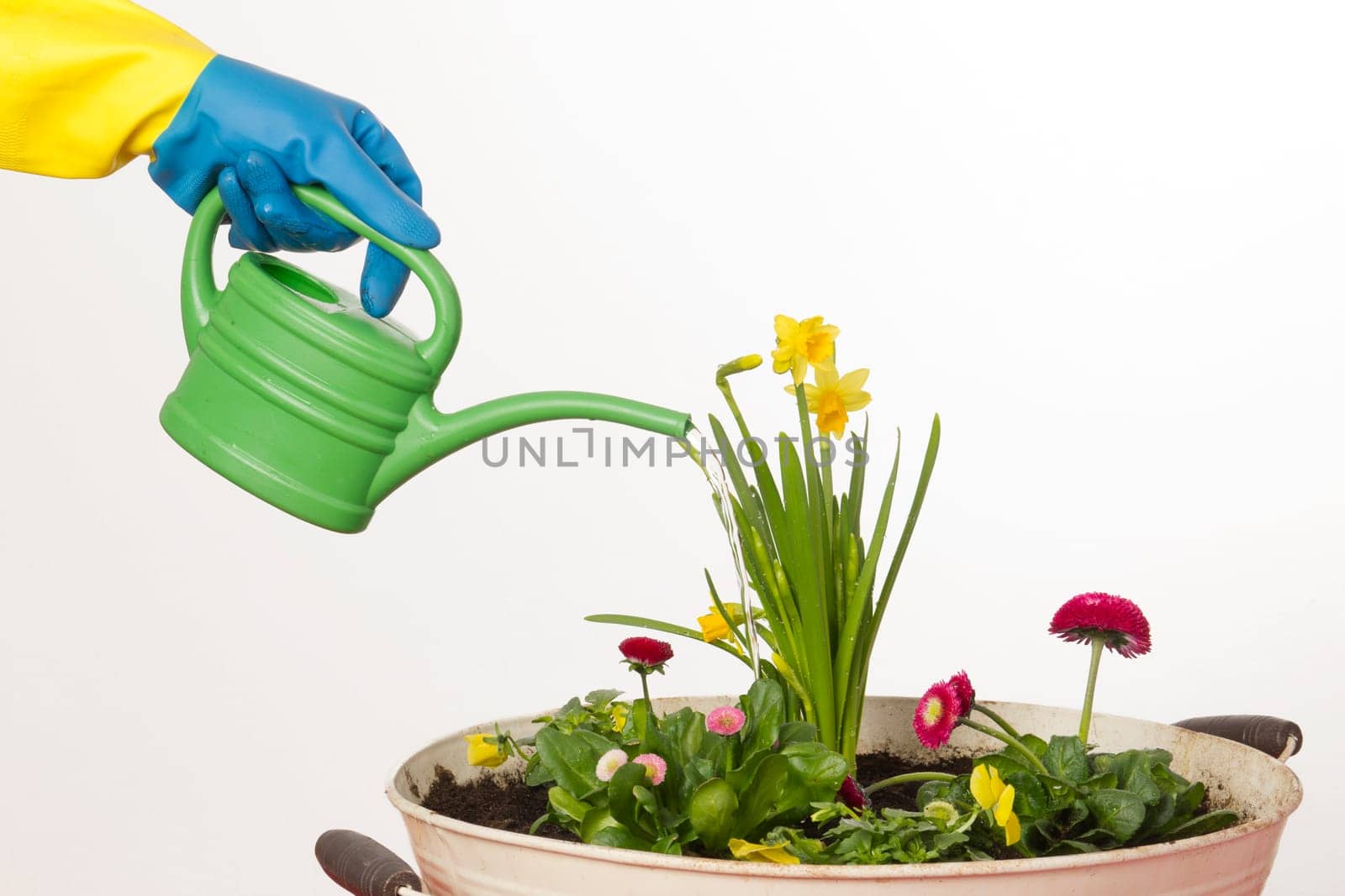 Freshly planted flowers are watered