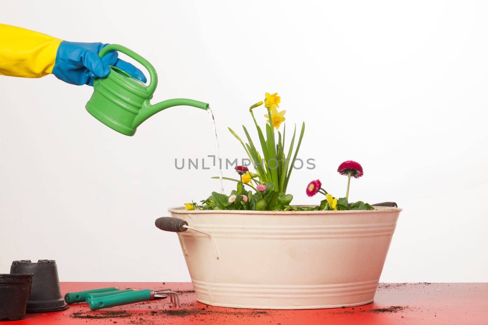 Freshly planted flowers are watered