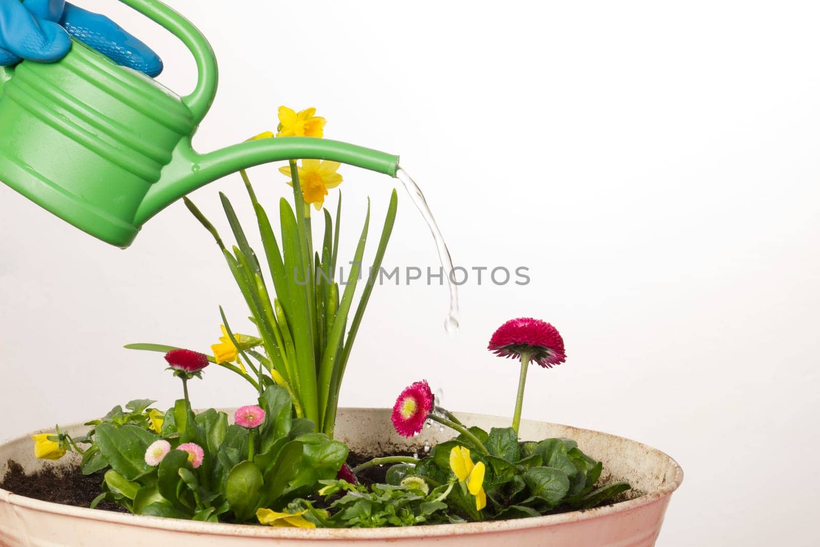 Freshly planted flowers are watered