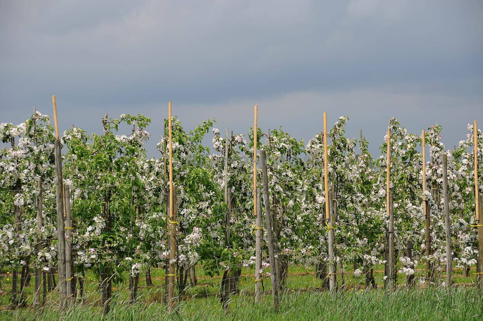 Orchard