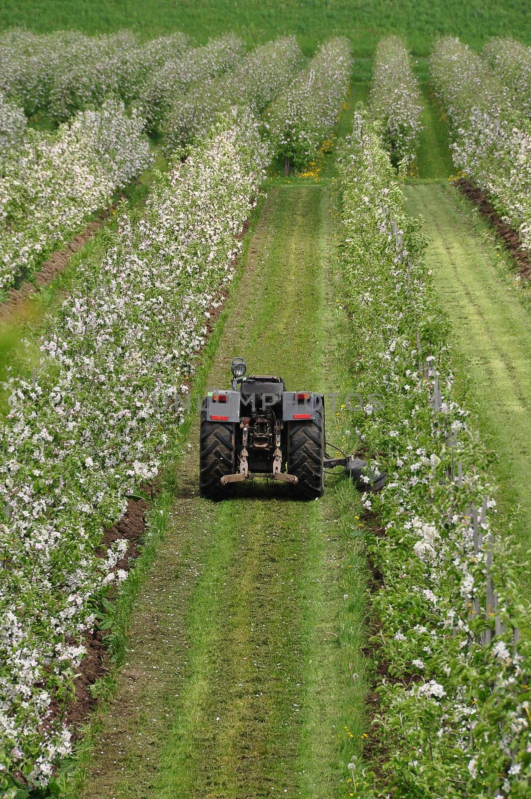 Orchard