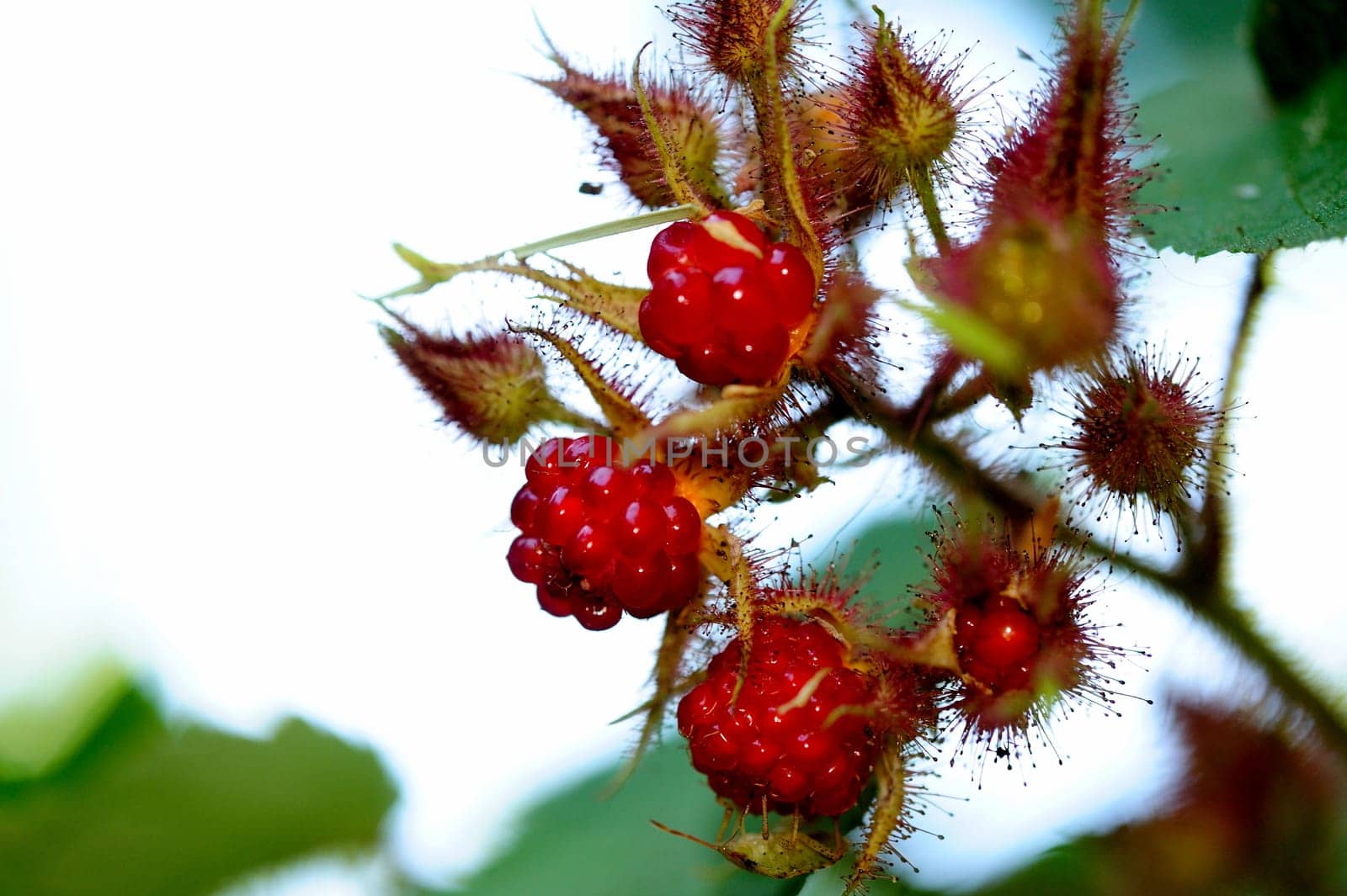Fresh red Raspberries on the plant with unopened raspberry buds