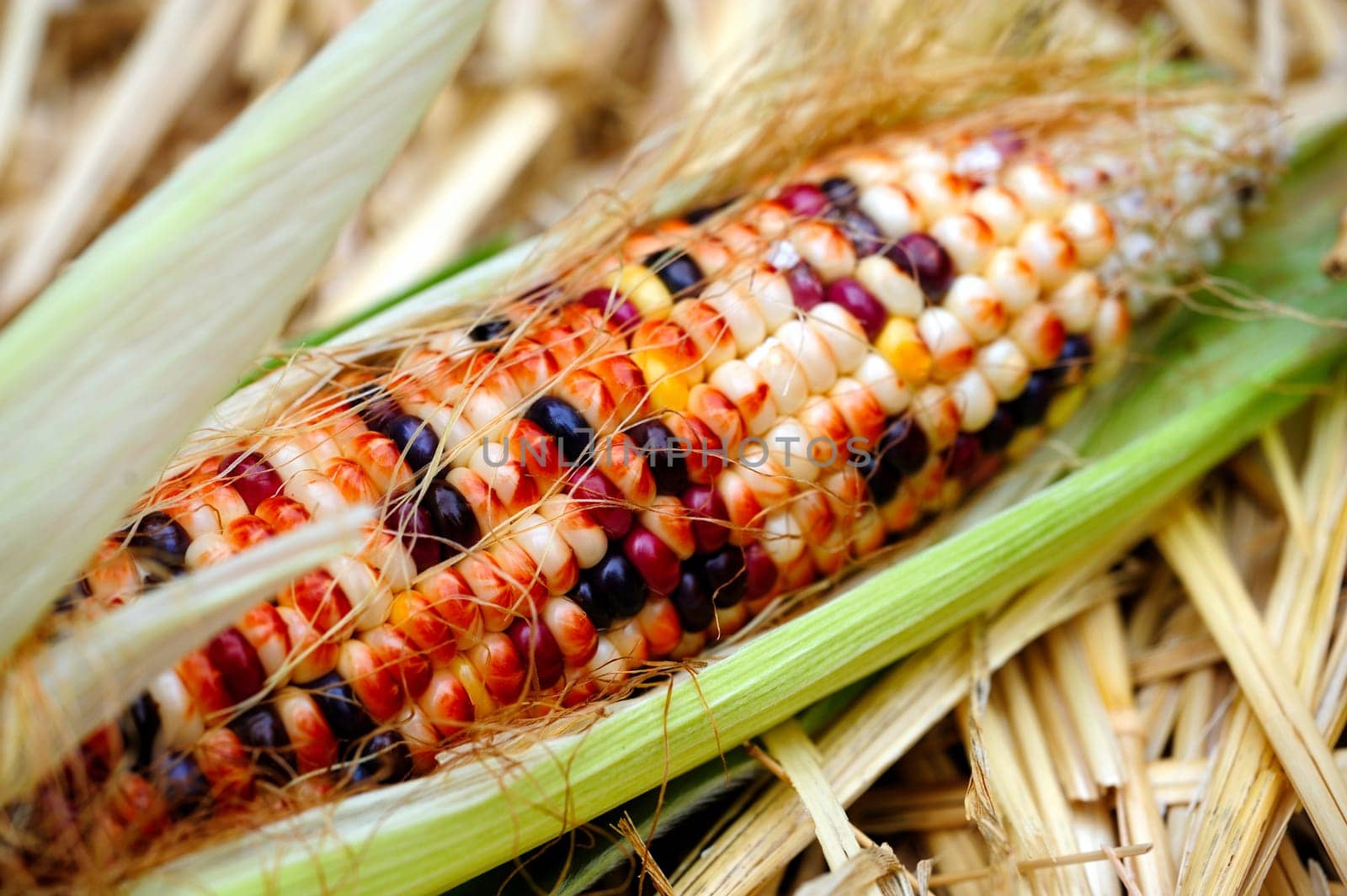 An ear of fresh homegrown Indian corn with the bright green husk pulled back to show the colorful kernels on a bed of yellow straw.