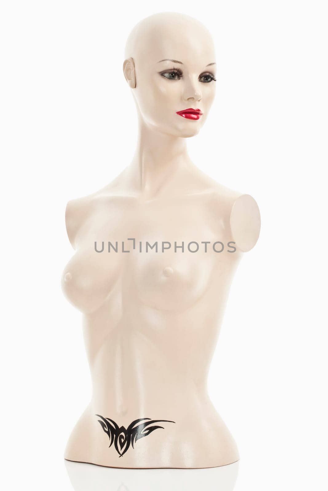 Torso