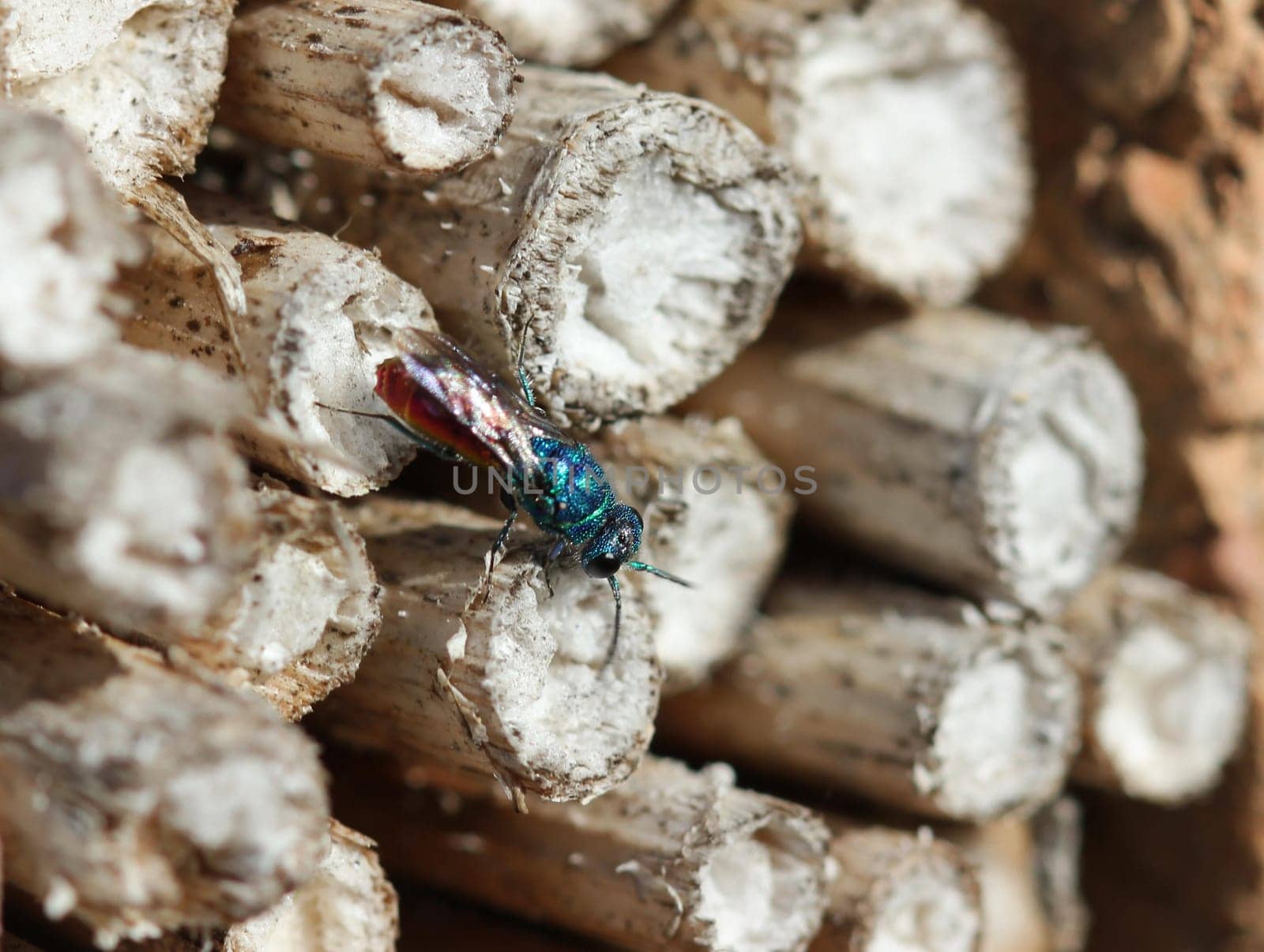 Fire golden wasp in the insect hotel
