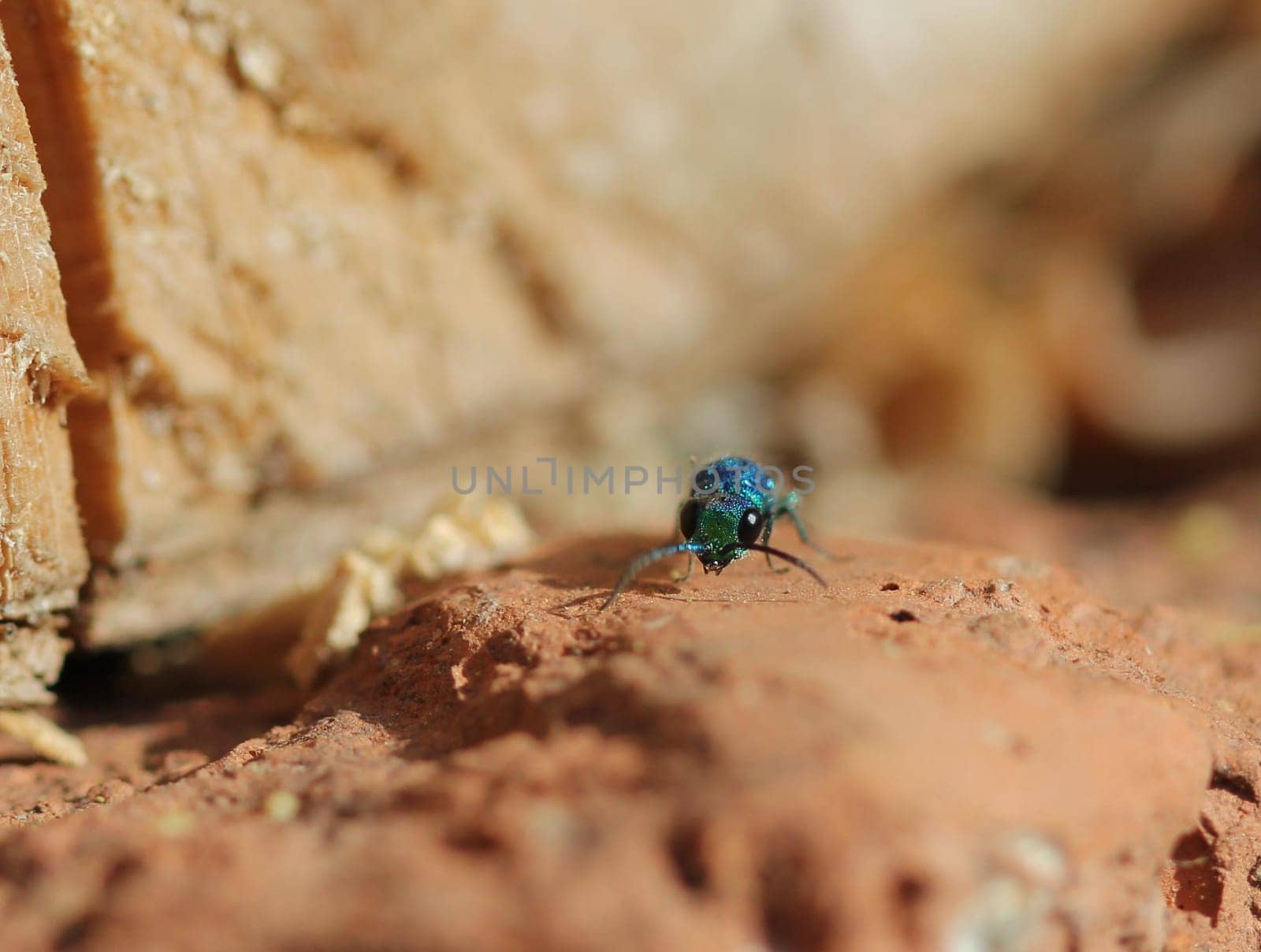 Portrait of a fire wasp in an insect hotel