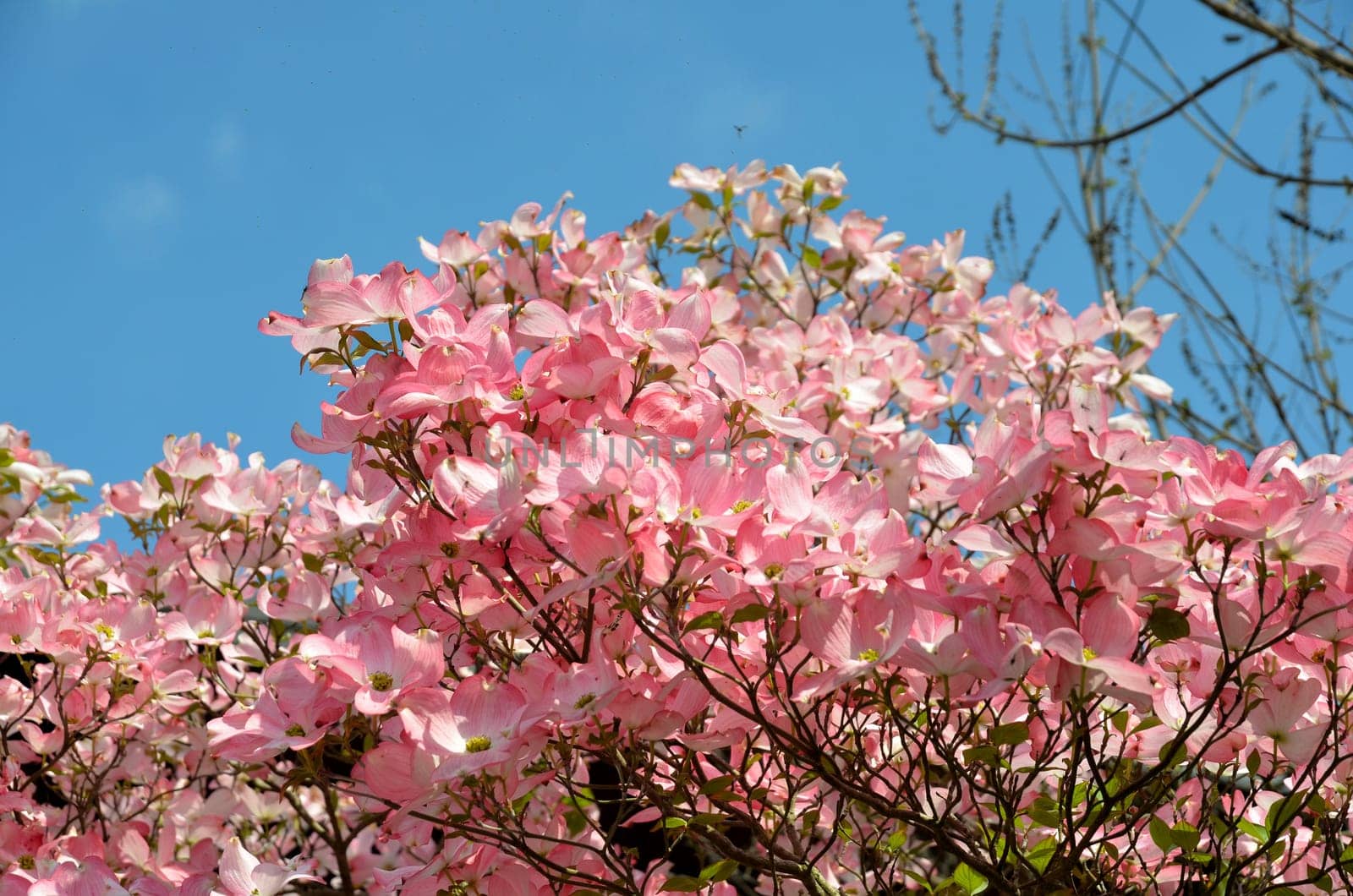Flower branch dogwood rose pink flowers