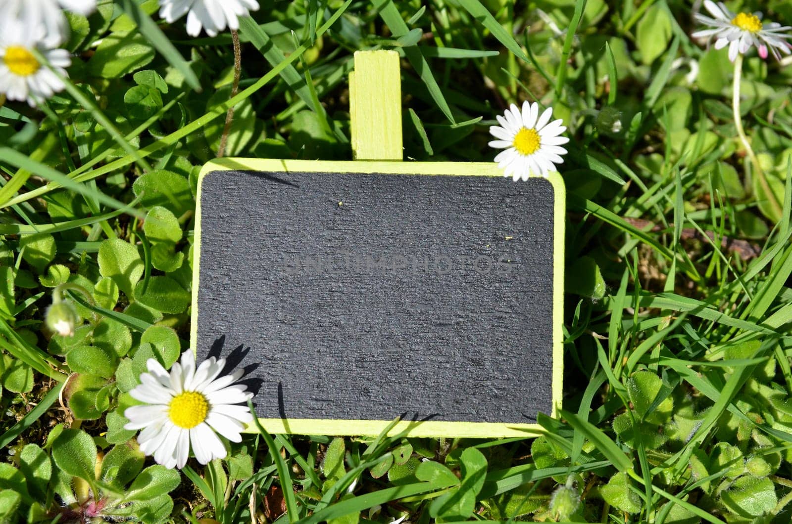 Chalkboard Fresh Herbs Garden Flowers Vitamins