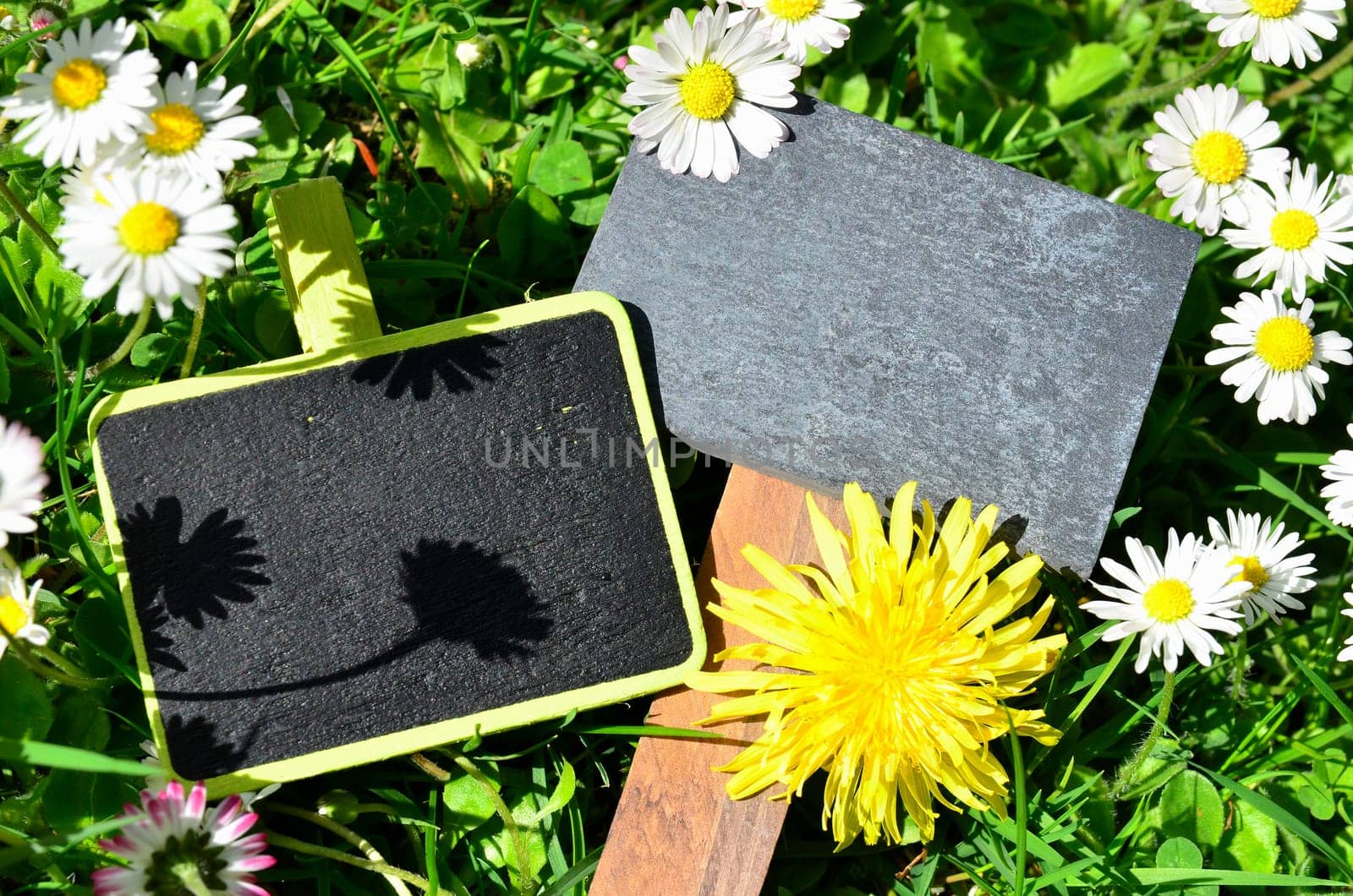 Chalkboard Fresh Herbs Garden Flowers Vitamins
