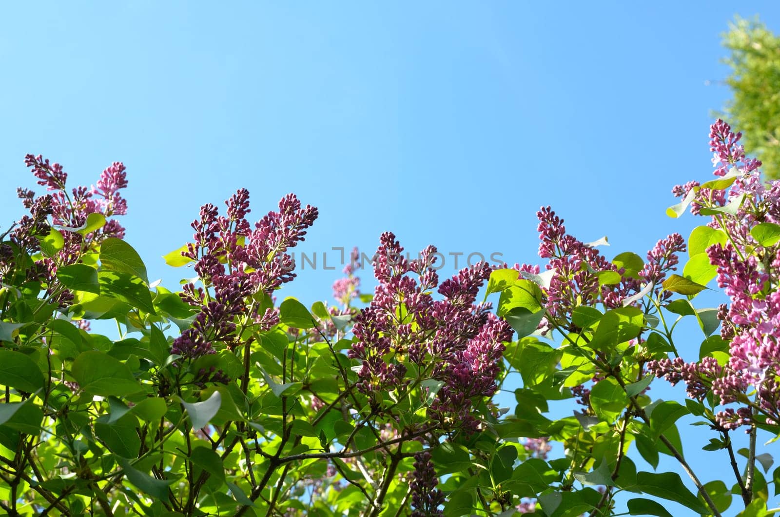 Flower branch lilac purple