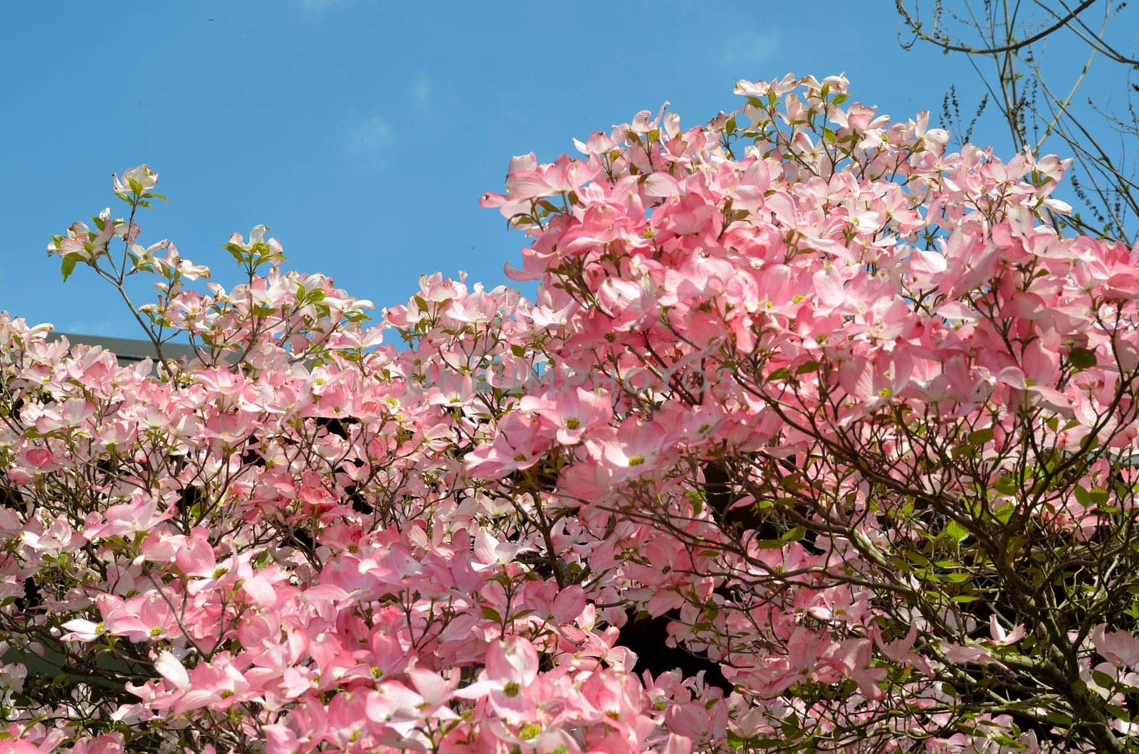 Flower branch dogwood rose pink flowers