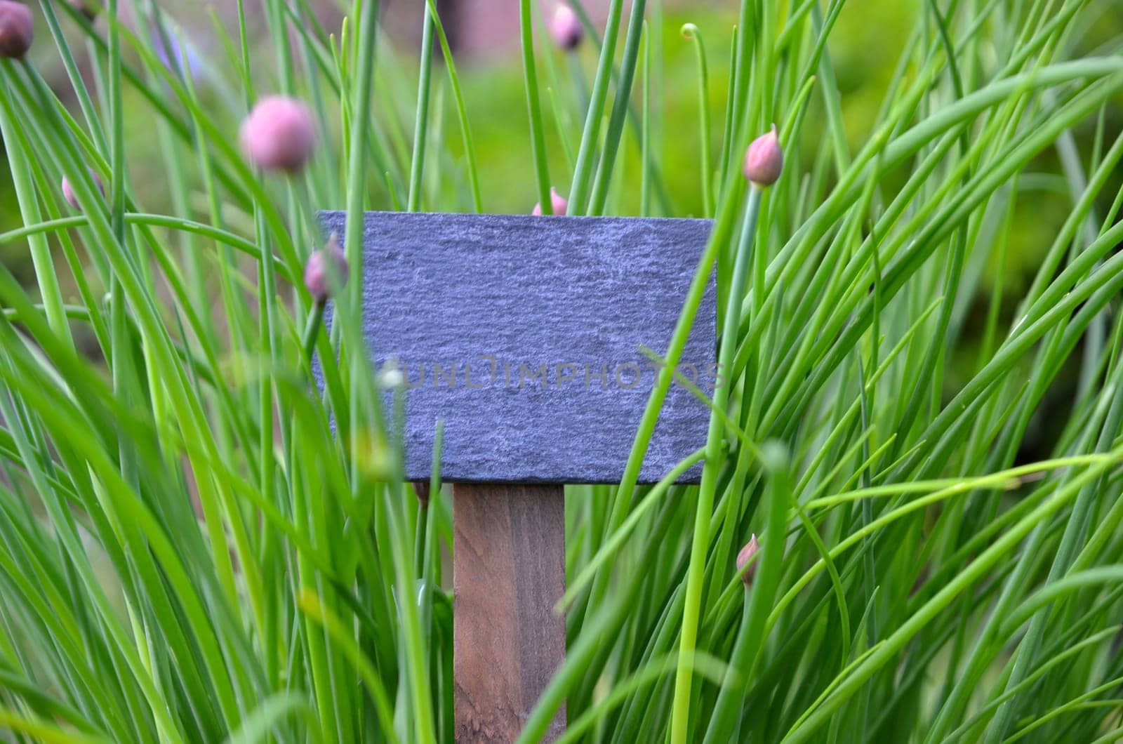 Chalkboard Fresh Herbs Garden Flowers Vitamins