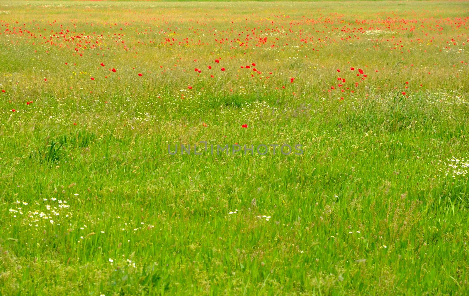 Spring Meadow Background Card