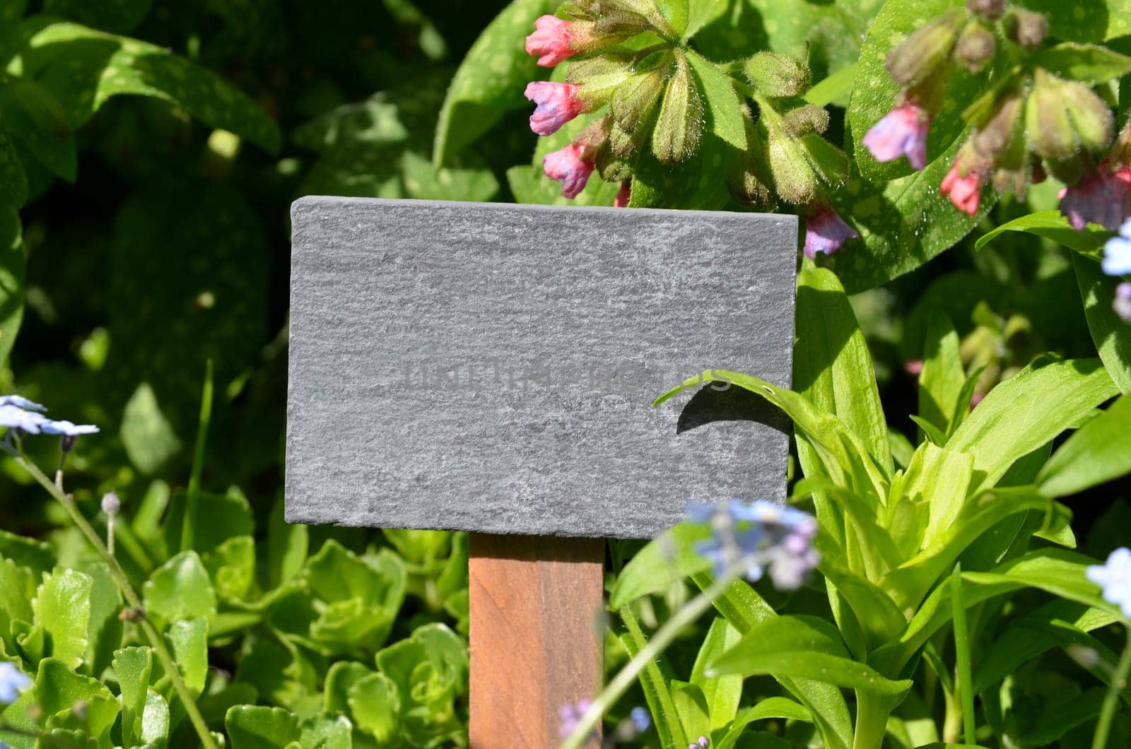 Chalkboard Fresh Herbs Garden Flowers Vitamins
