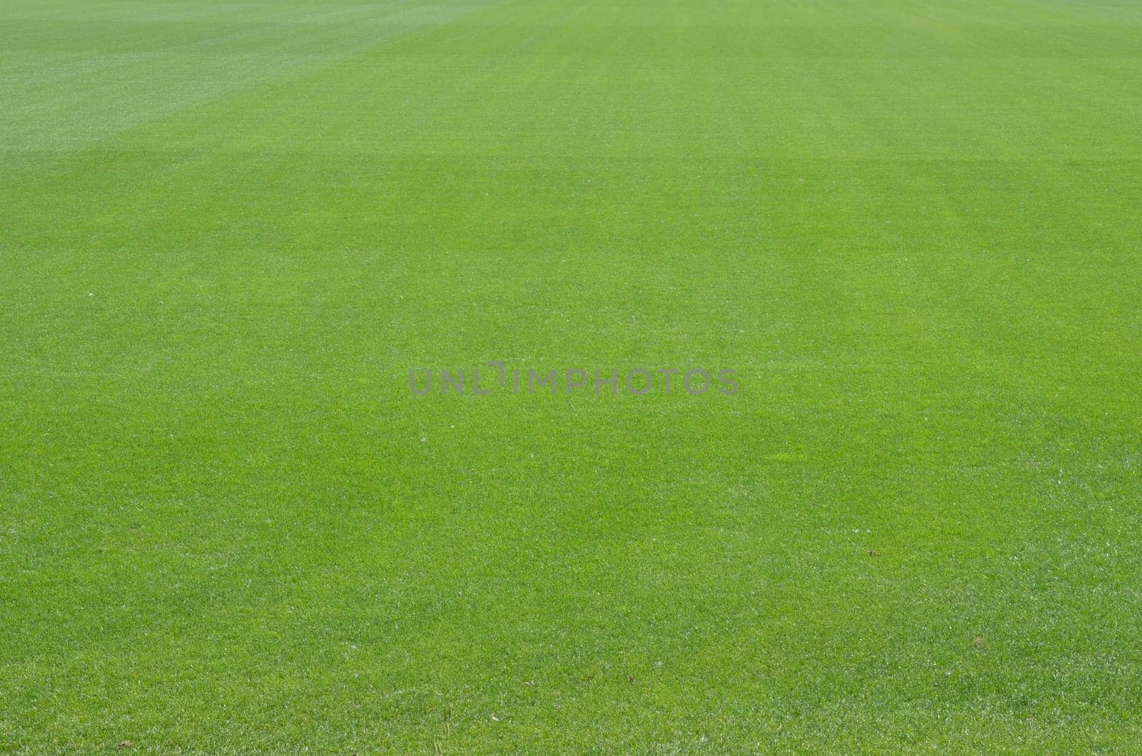 Football Lawn