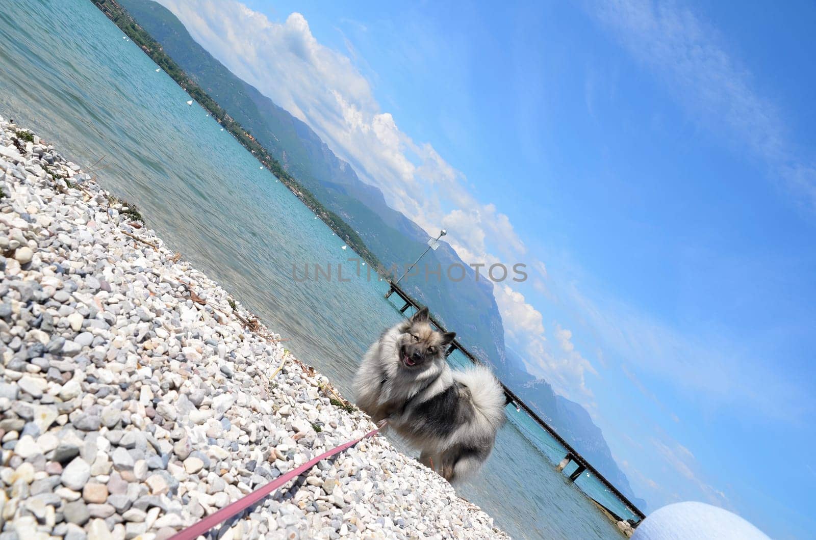 Dog Wolfspitz Water