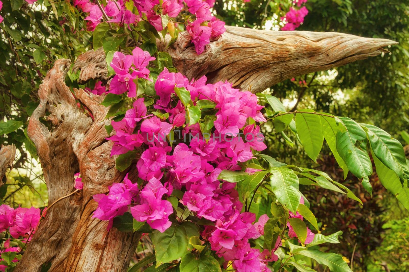 beautiful pink flowers in the morning sun