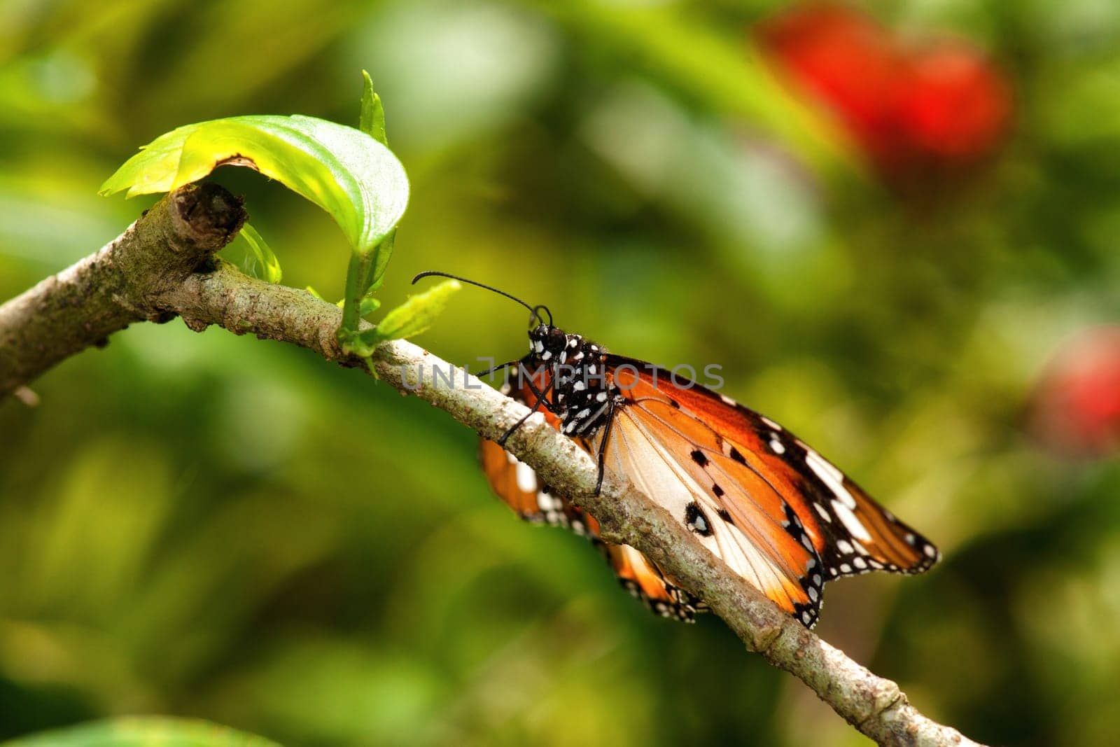 a beautiful butterfly insect  in the garden