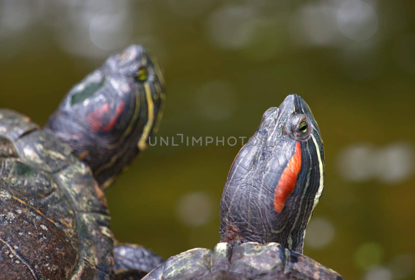 the tortoises are waiting on the waters edge