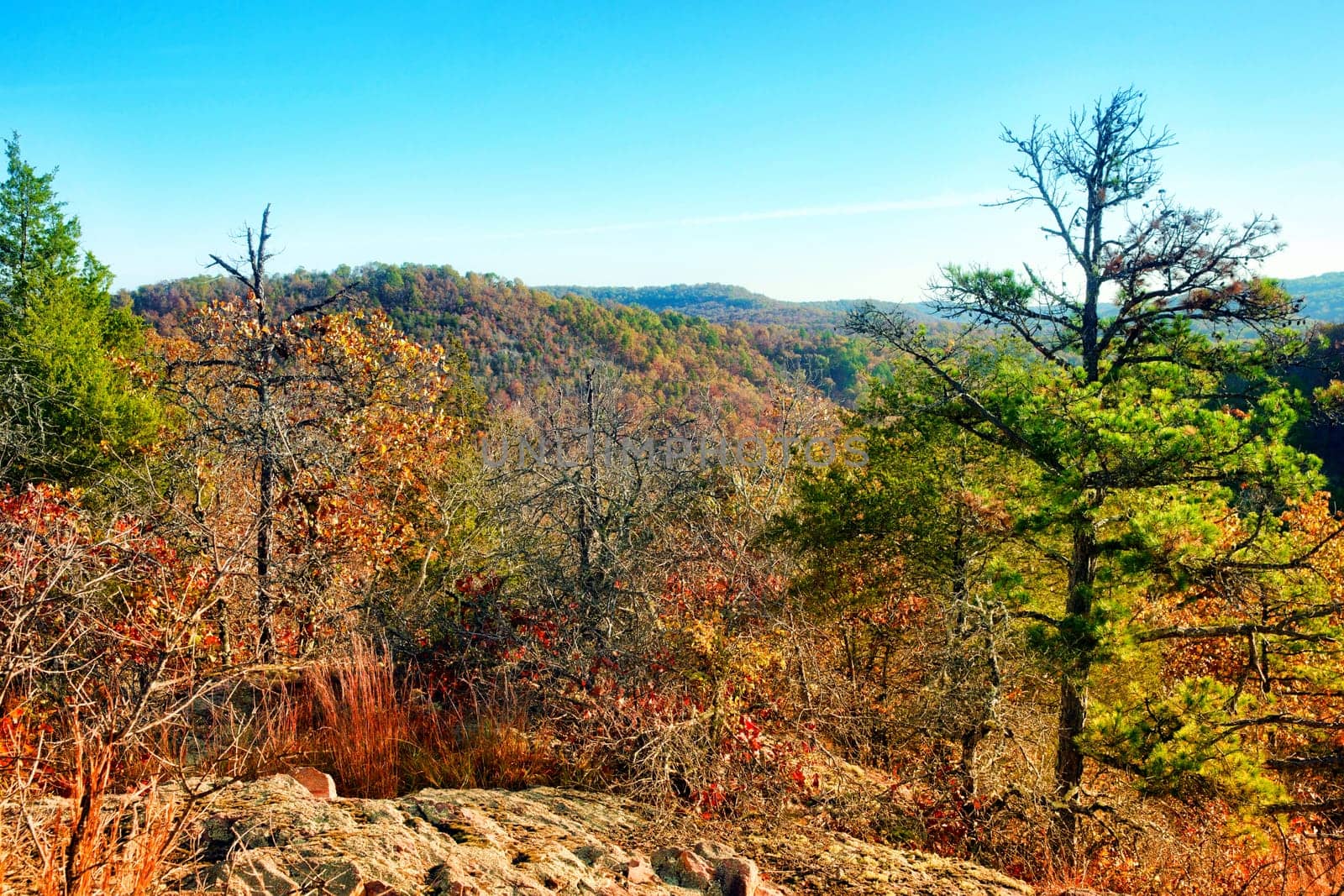 autumn or fall forest in missouri usa