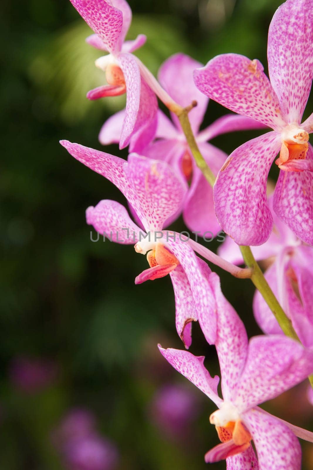 beautiful pink orchid flowers in the garden