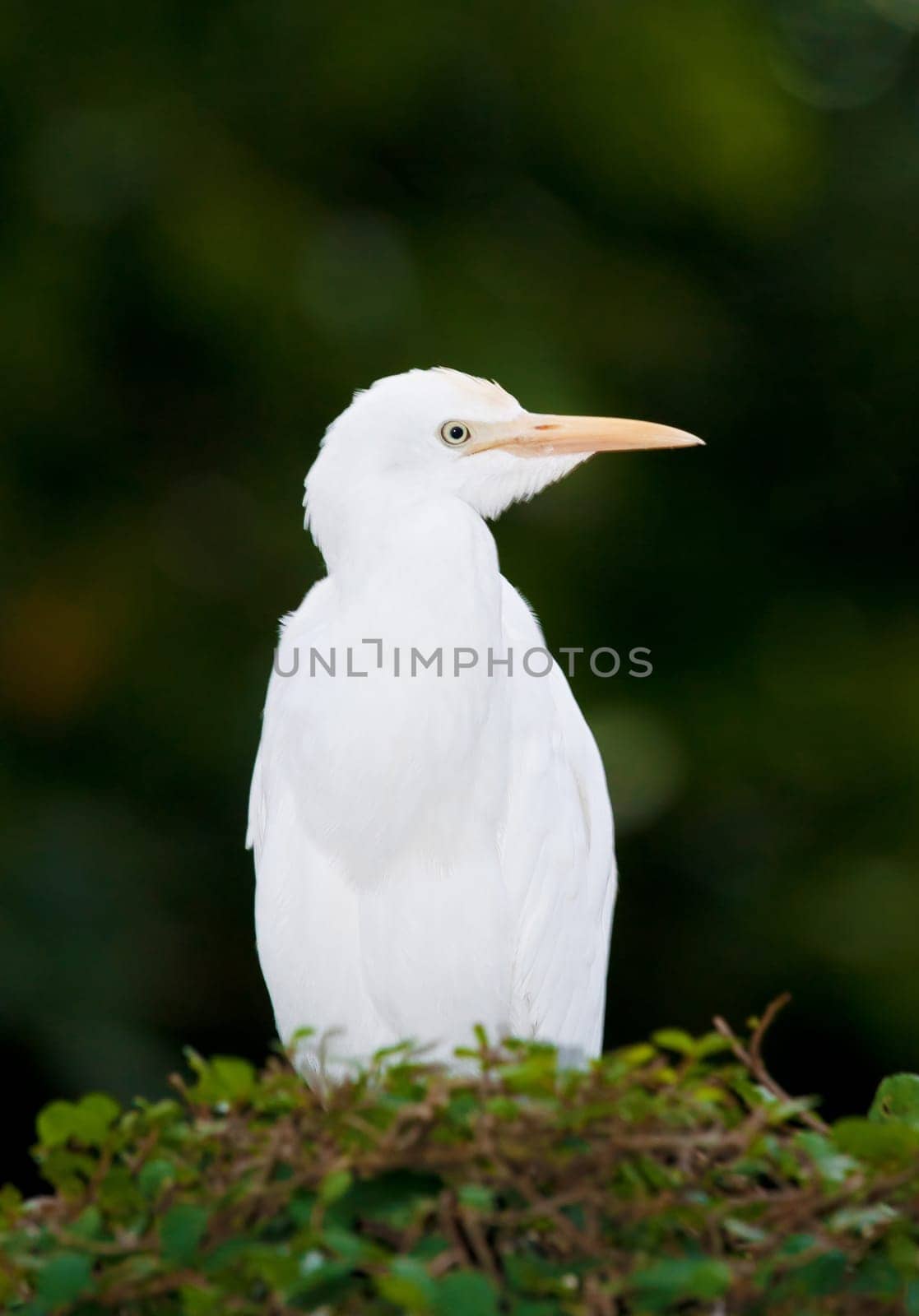 a white cattle egret bird stands on top of a bush