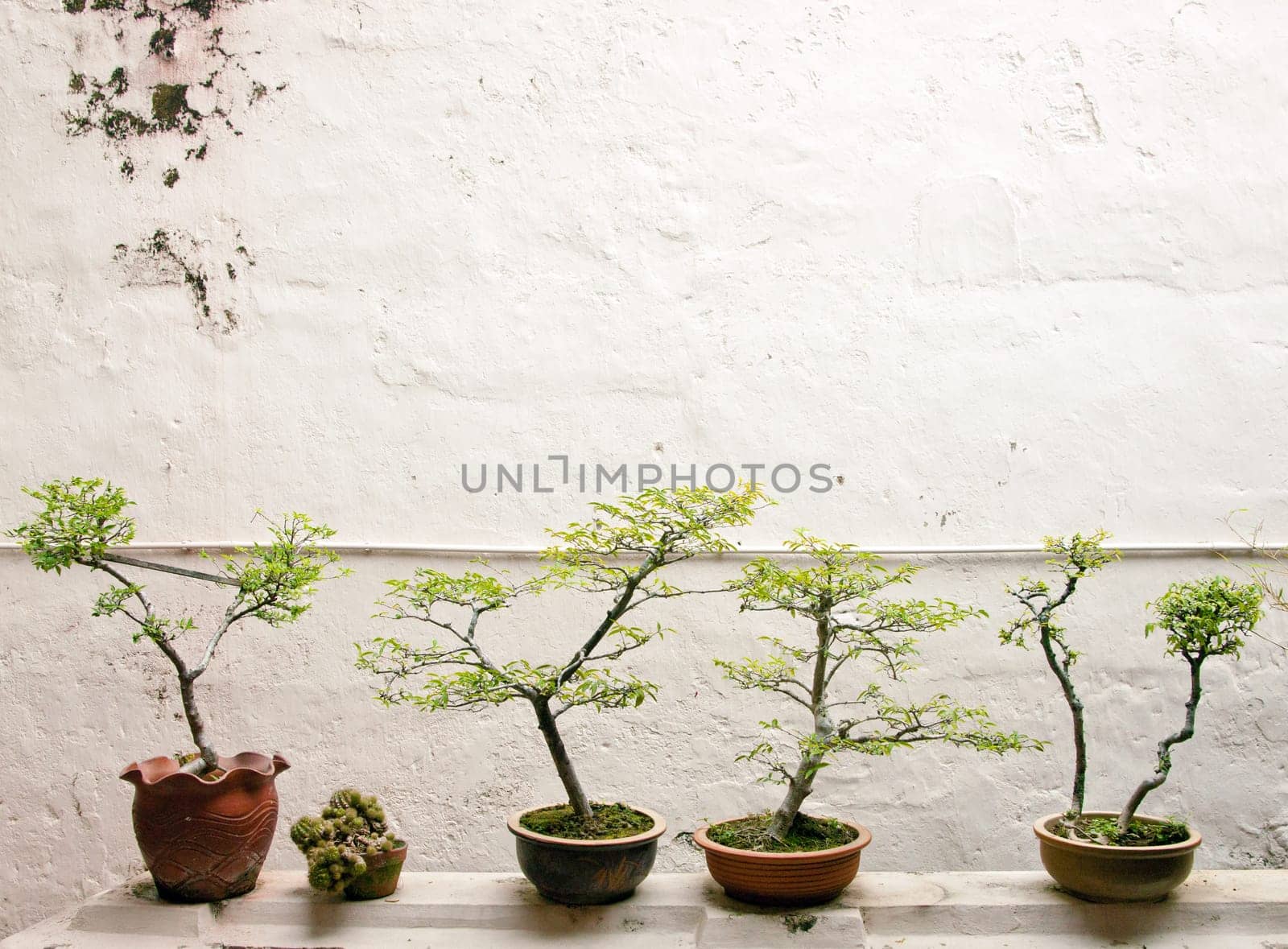 small bonsai trees in front of a wall
