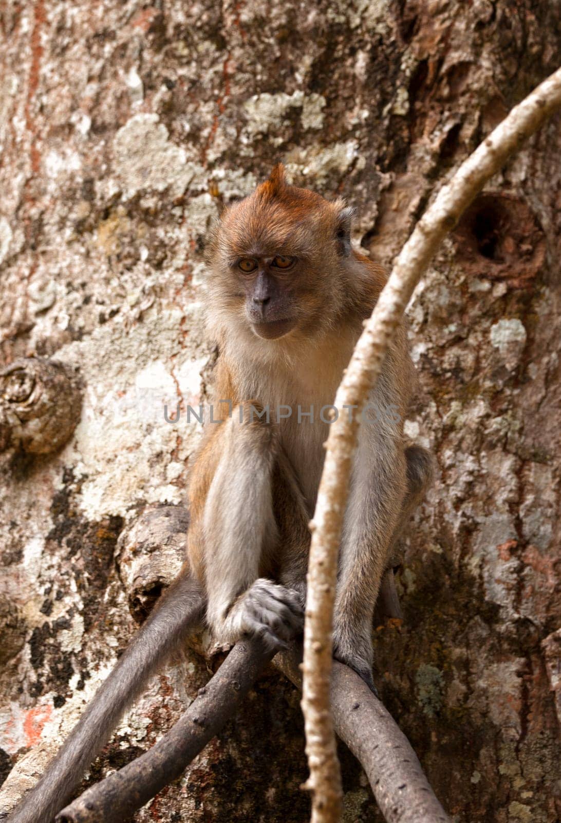 macaque monkey in the botannical gardens of penang