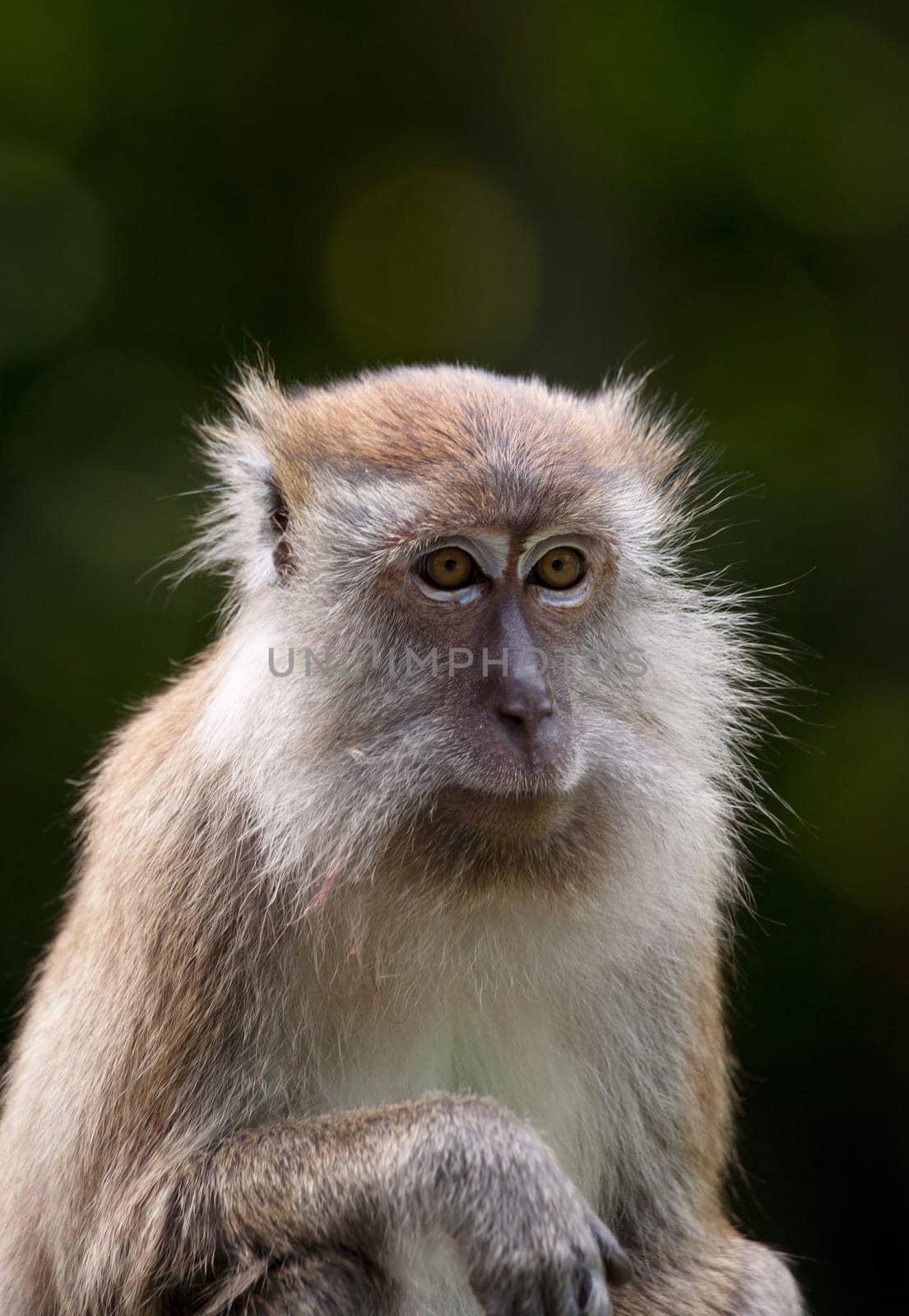 a small macaque monkey in penang malaysia