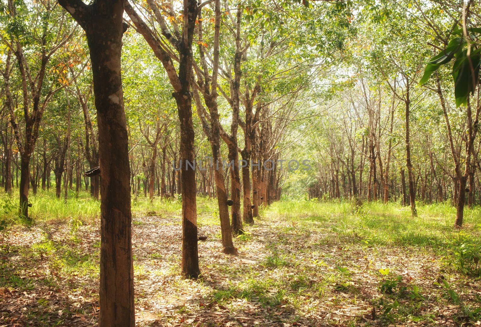rubber tree plantation with collecting bowls in thailand