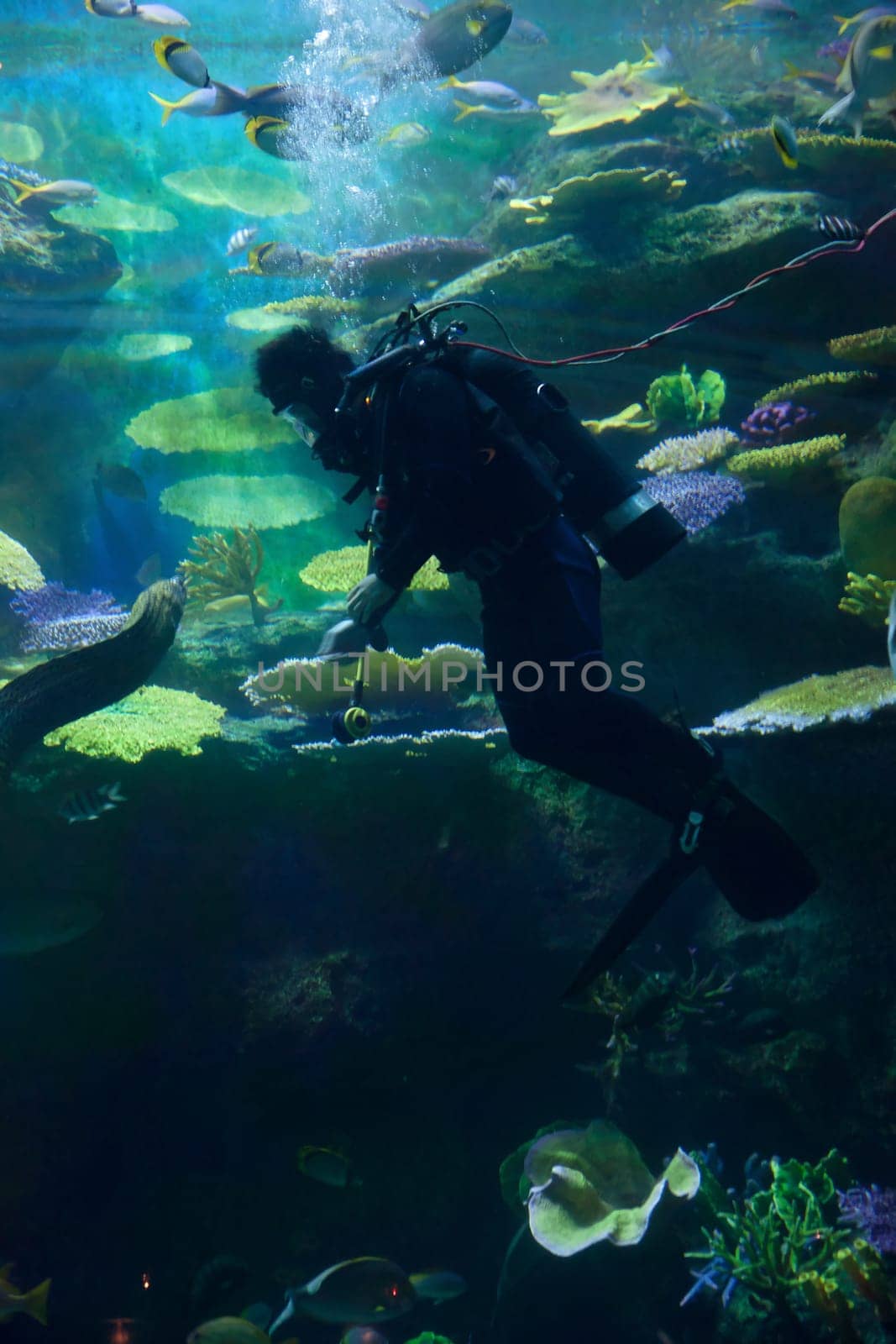 diver swims with lots of fish under water