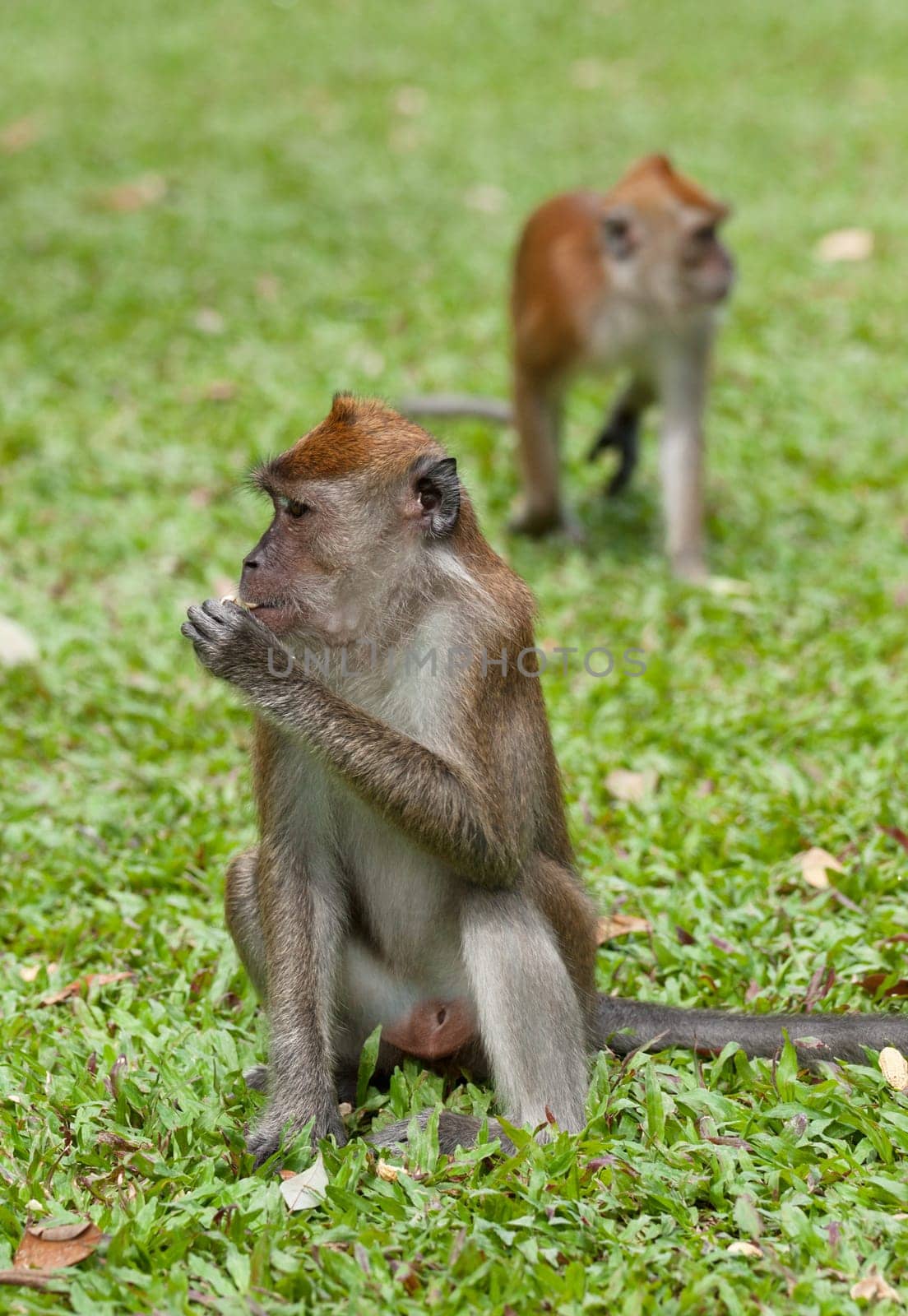 a small macaque monkey in penang malaysia