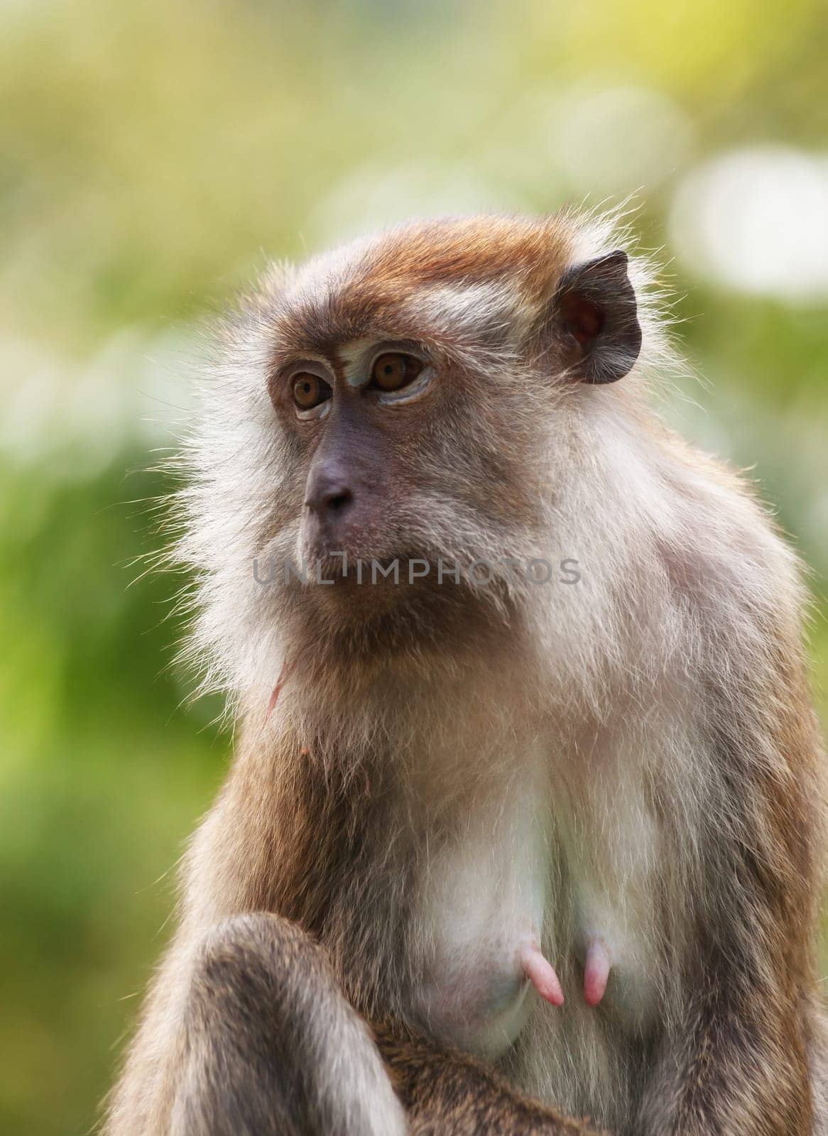 a small macaque monkey in penang malaysia