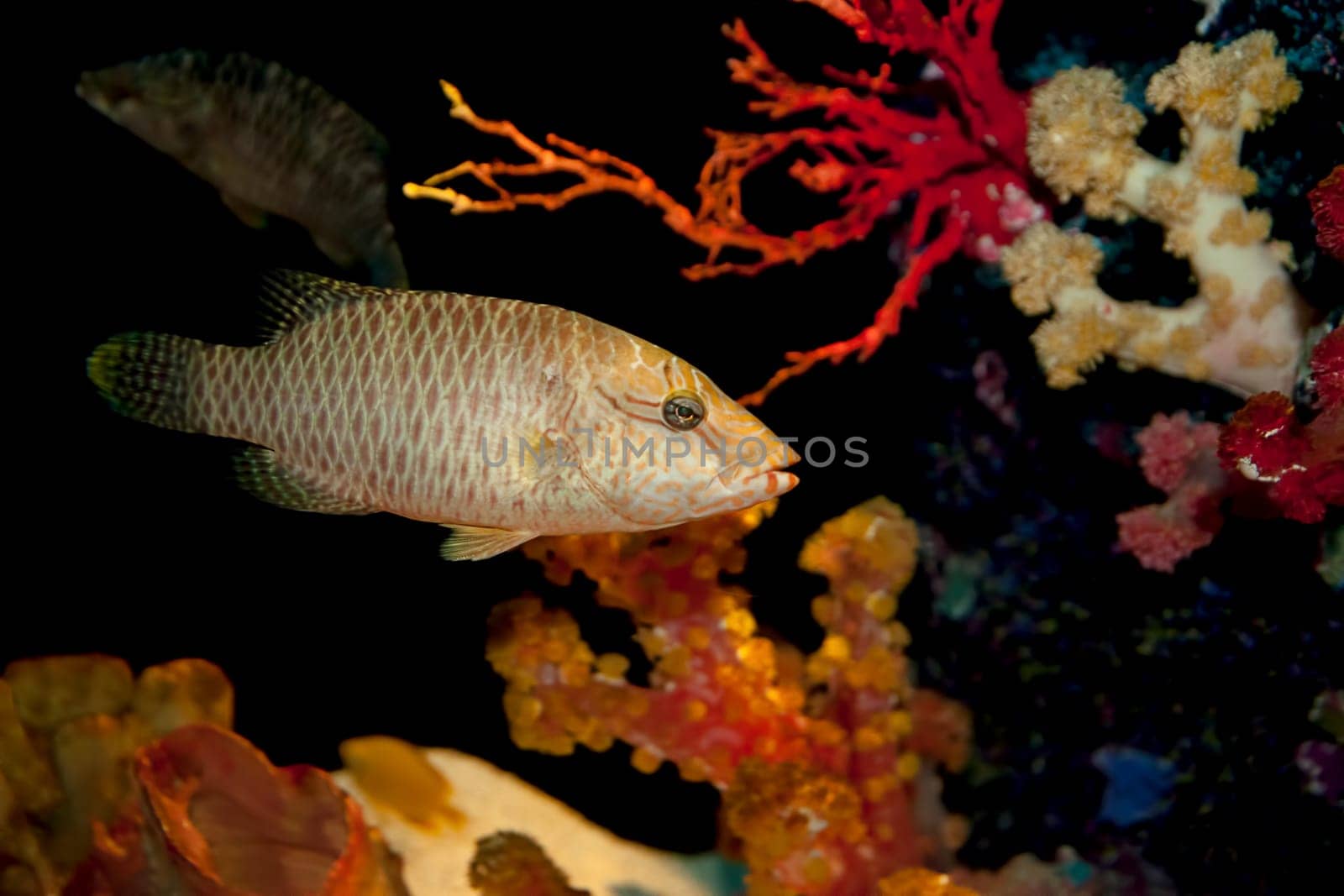 humphead maori wrasse cheilinus undulates fish swims by