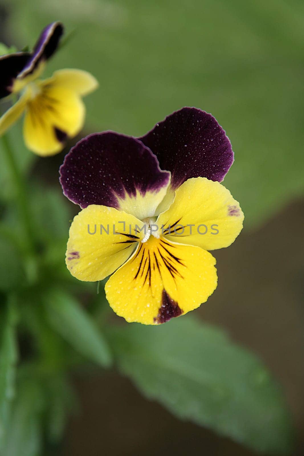 Yellow bloom with dark violet streaks and petals