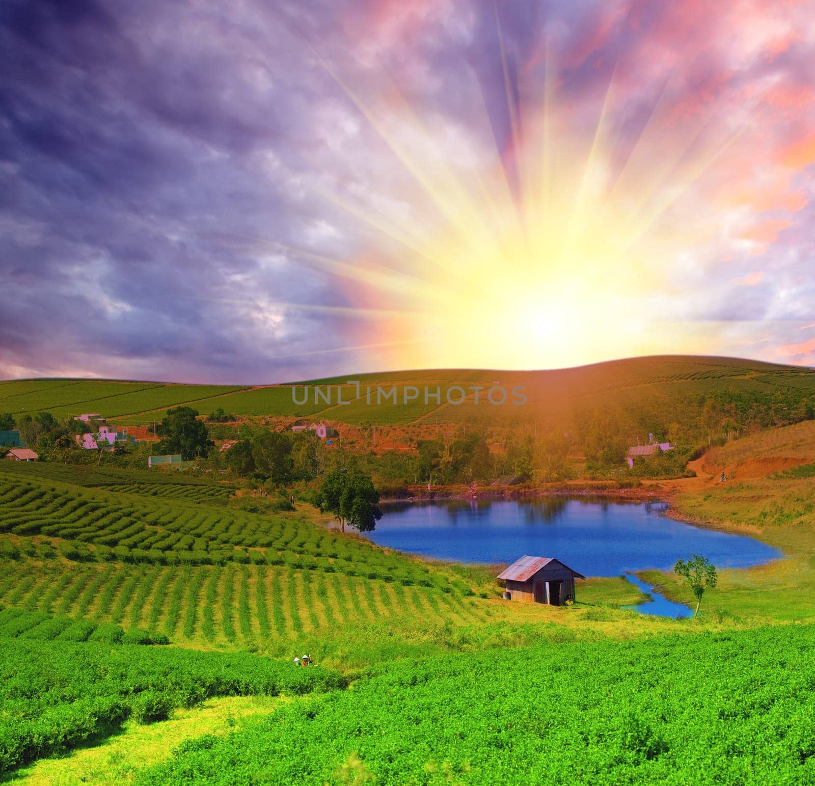Tea plantation on central highland in Vietnam.
