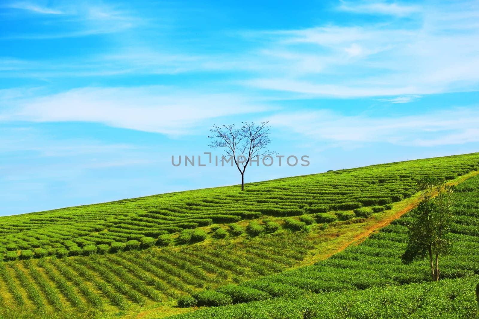 Tea plantation on central highland in Vietnam.