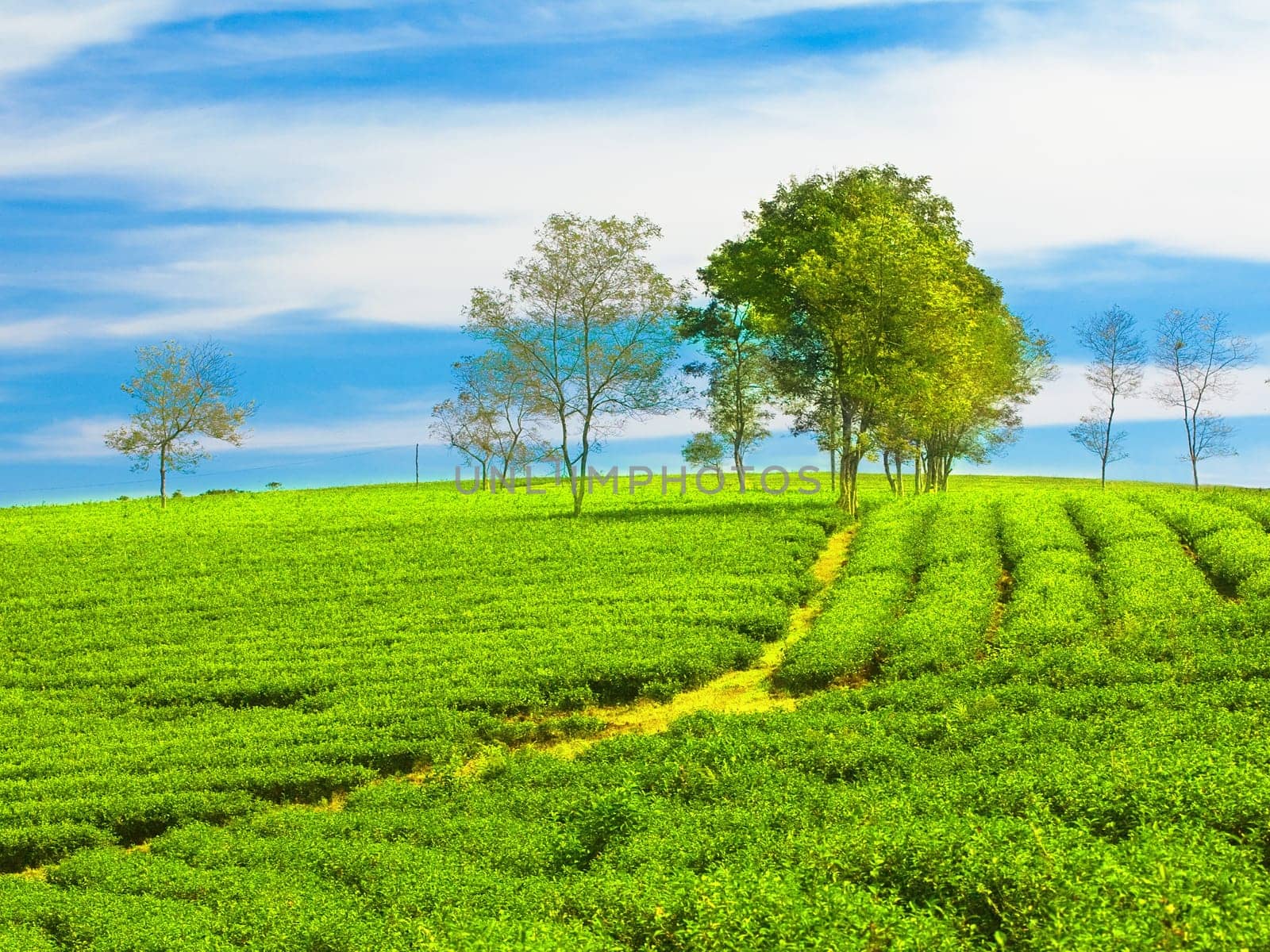 Tea plantation on central highland in Vietnam.