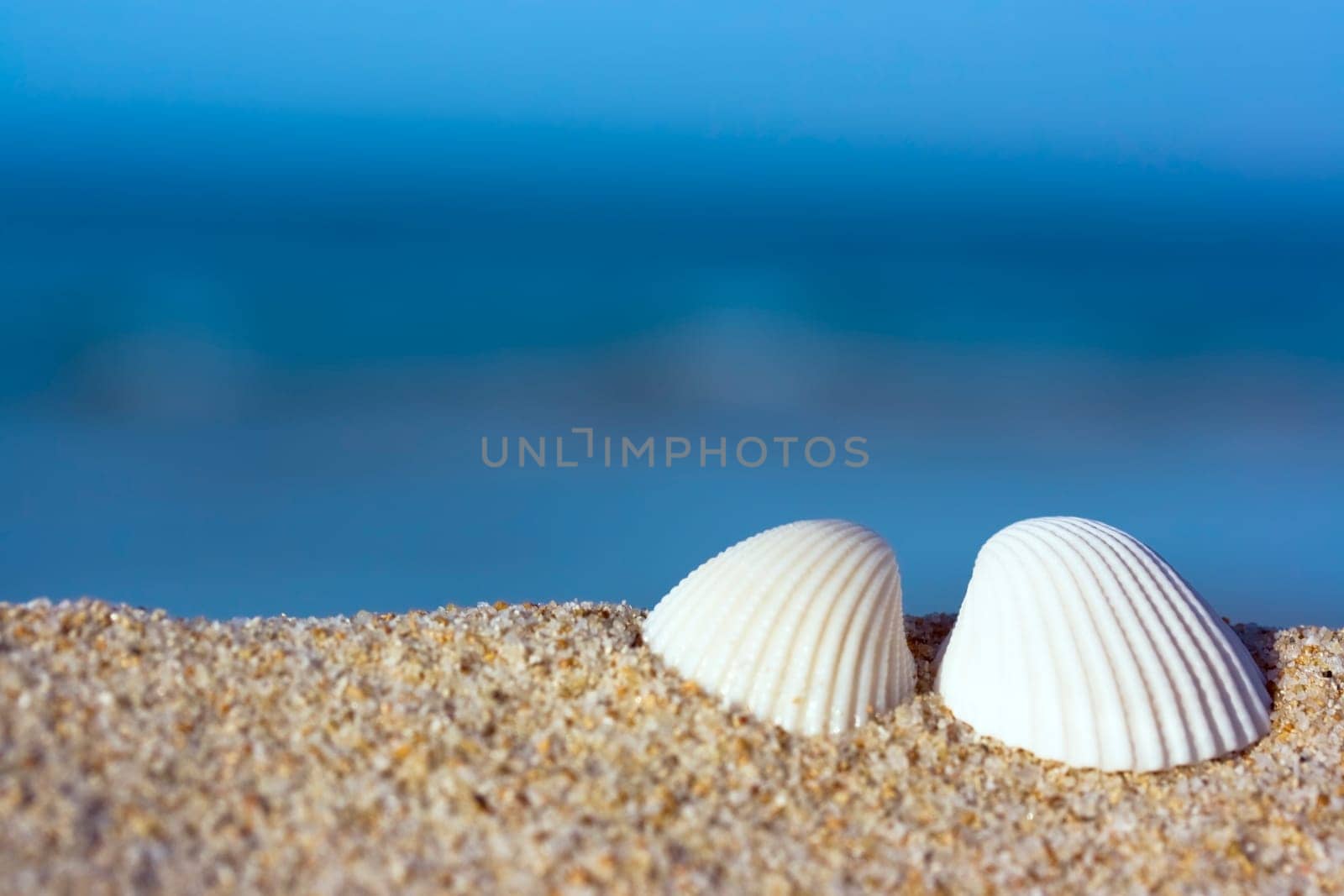 Shells on the tropical beach.