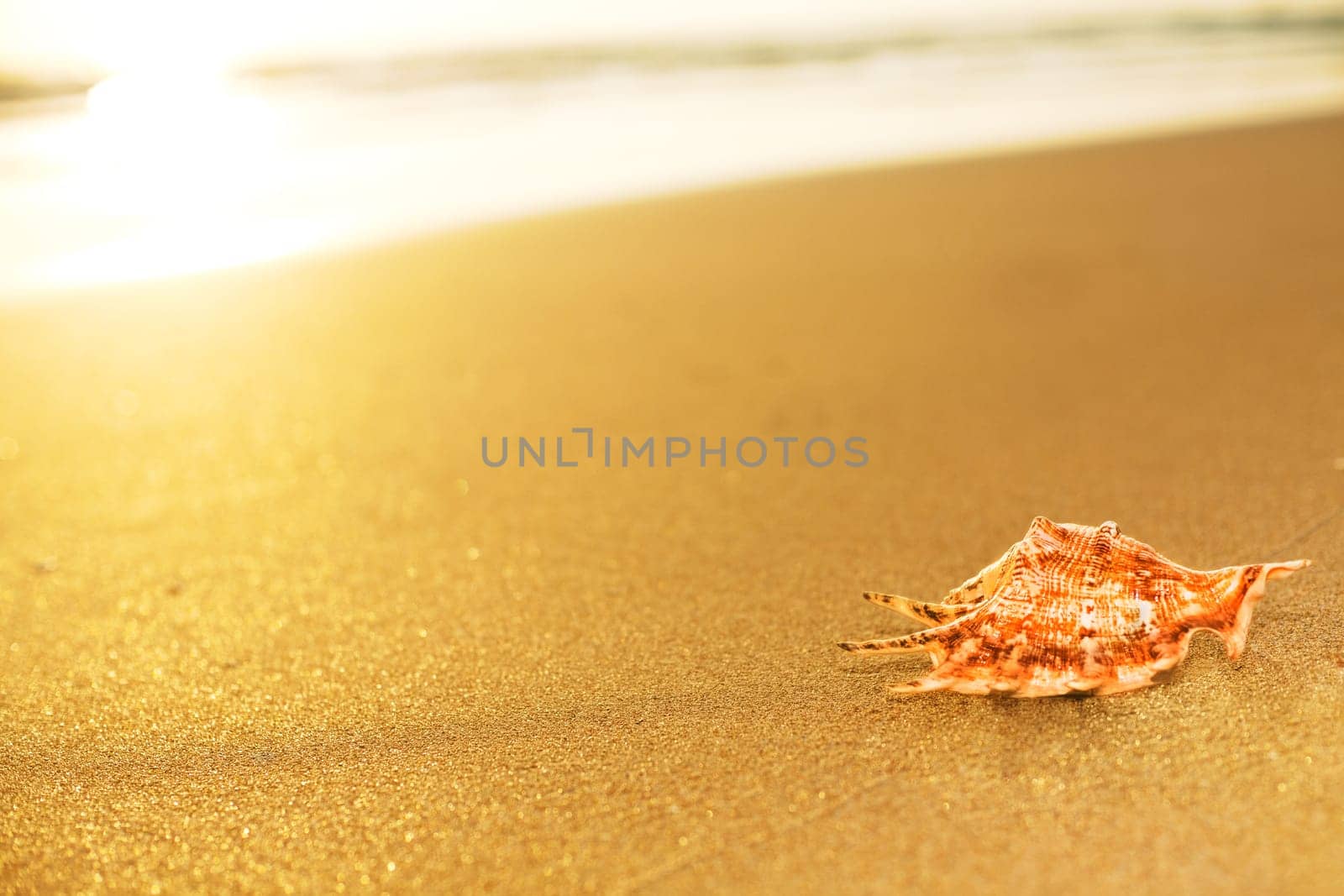 Seashell on the sandy beach at sunrise time