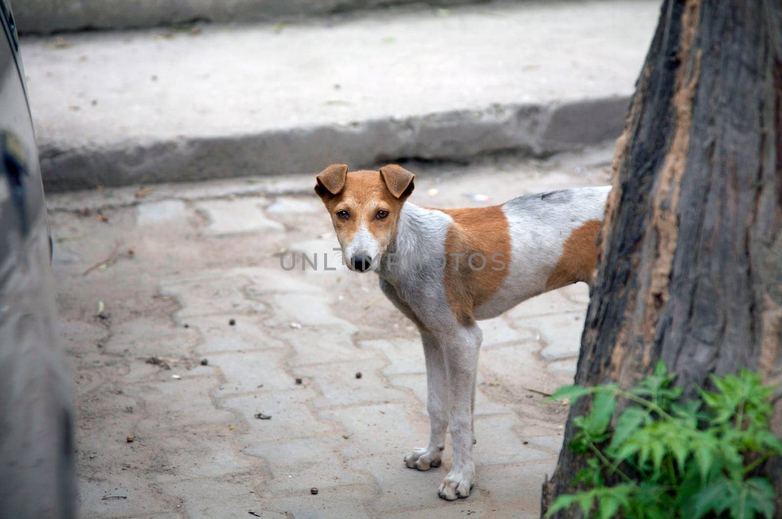 Doggy on the street