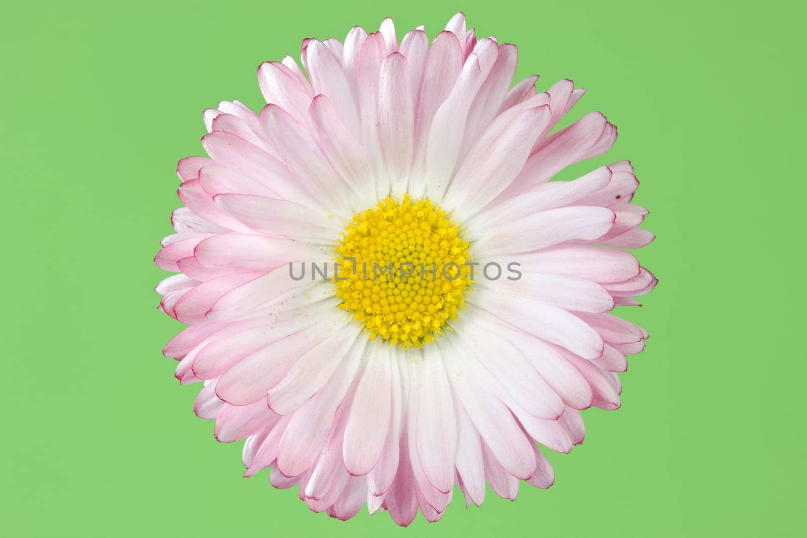 daisy flower isolated over a green background