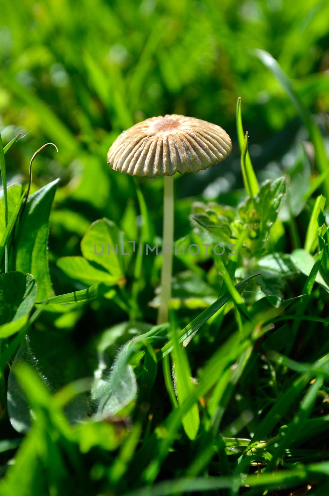 Fairy parasol fungi growing in a grassy meadow