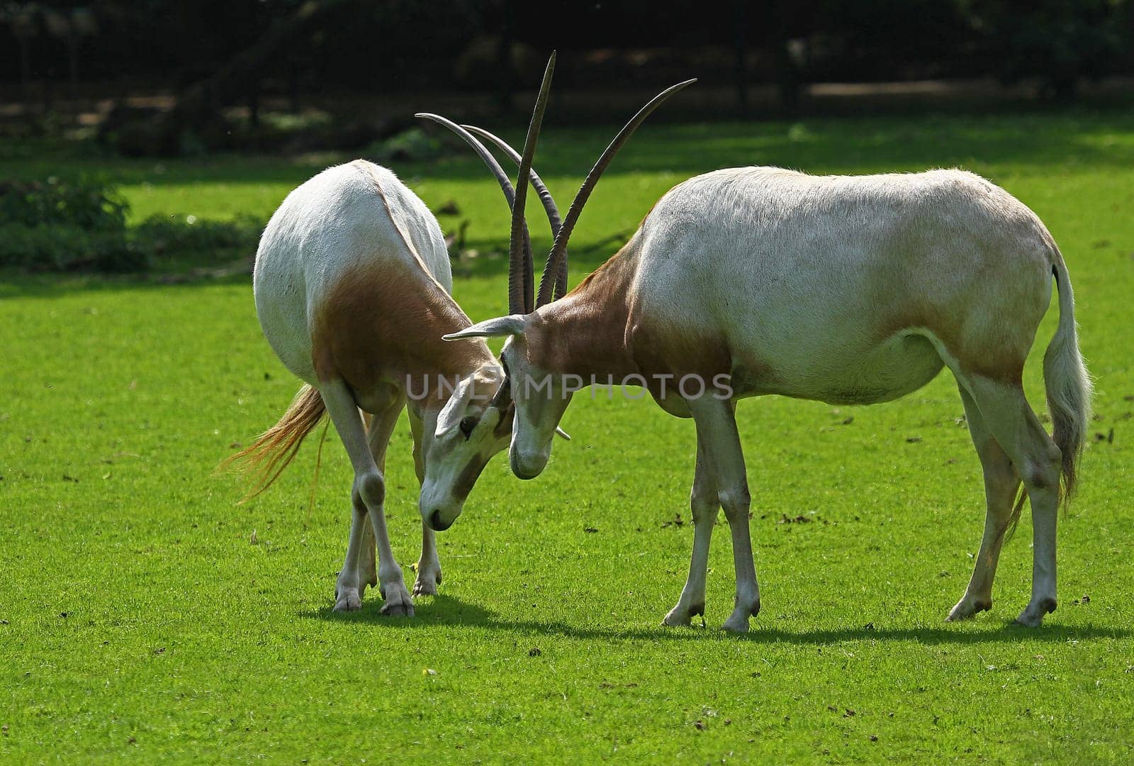 Sable antelopes
