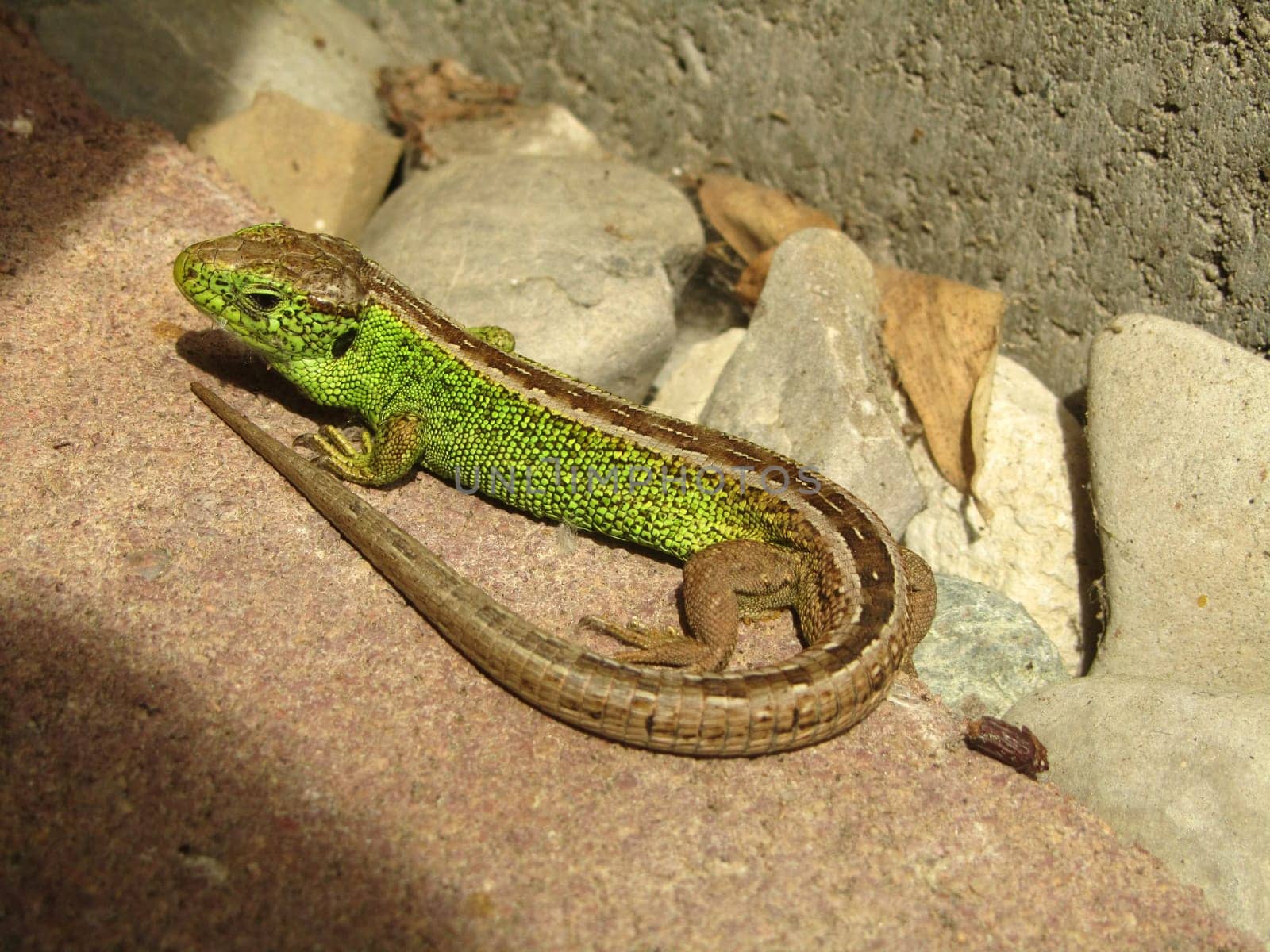 Sand lizard - Lacerta agilis