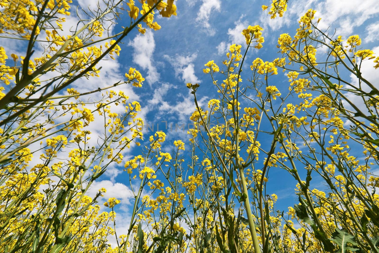 Rapeseed Field Sky Yellow