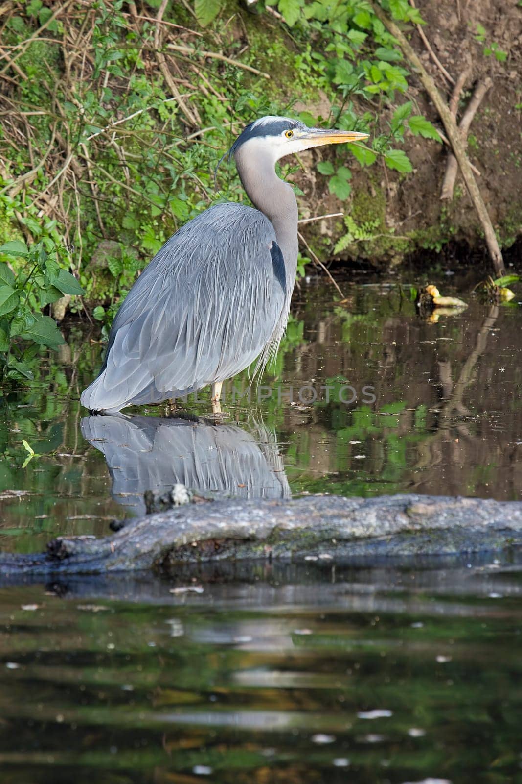 Great Blue Heron Standing in Water of Wetlands in Oregon
